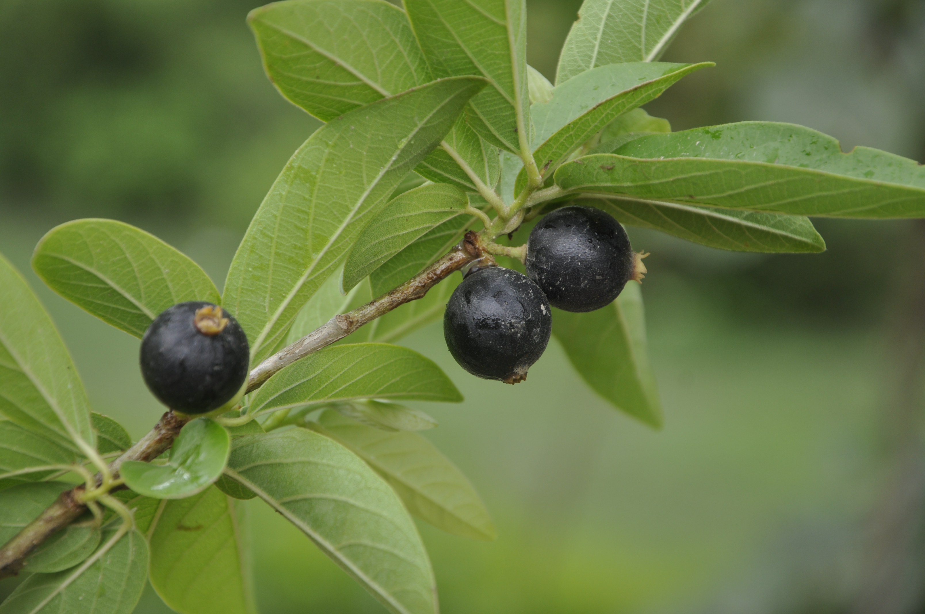 Alangium salviifolium