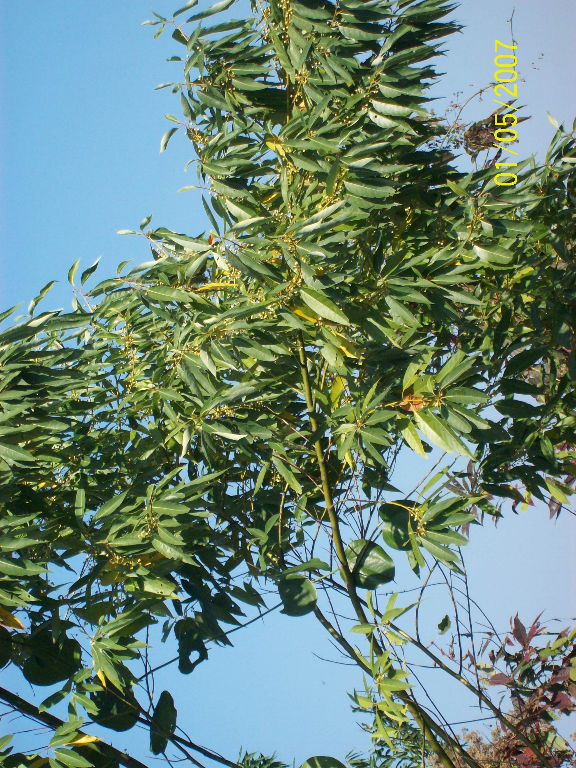 Litsea chinensis