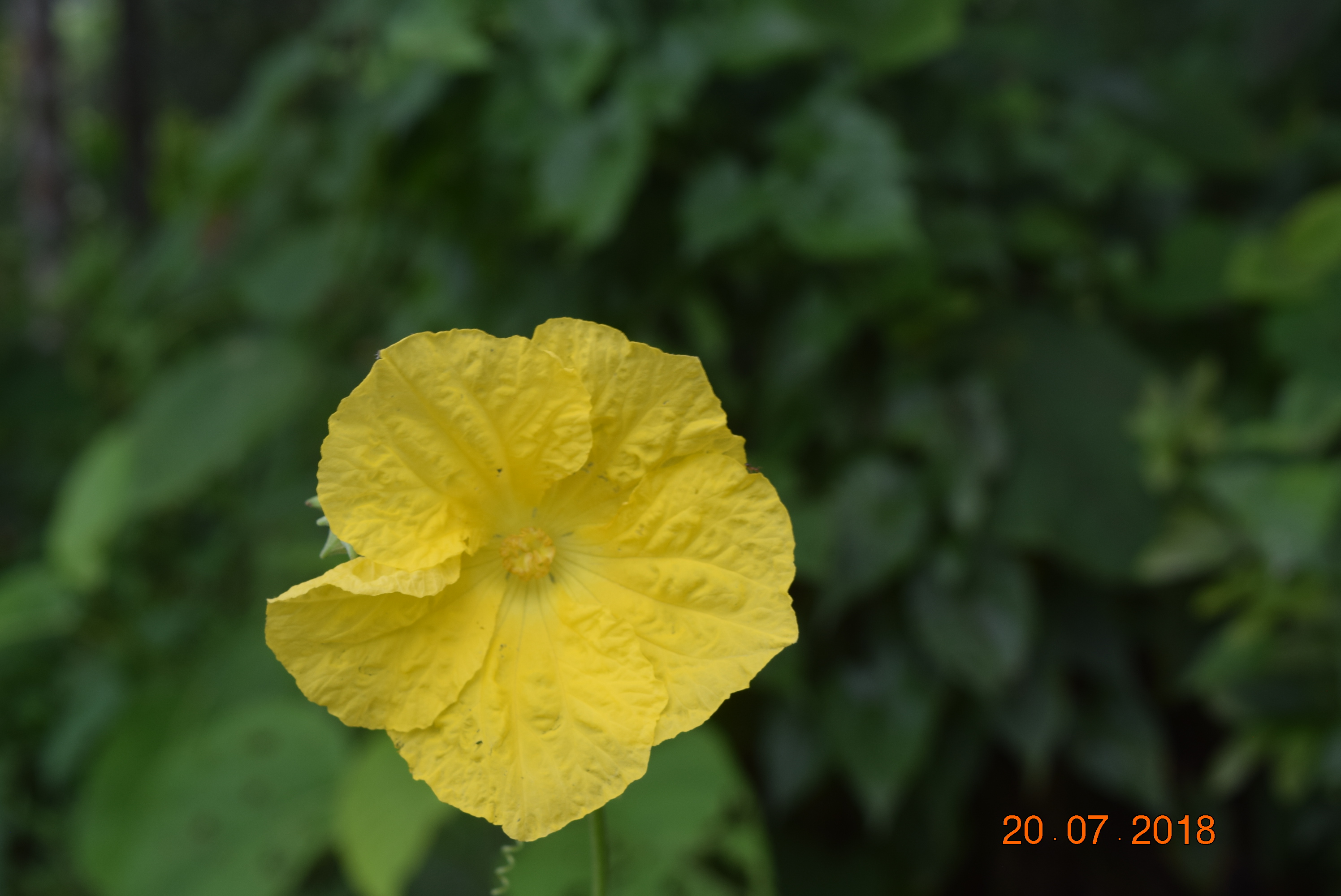 Luffa acutangula