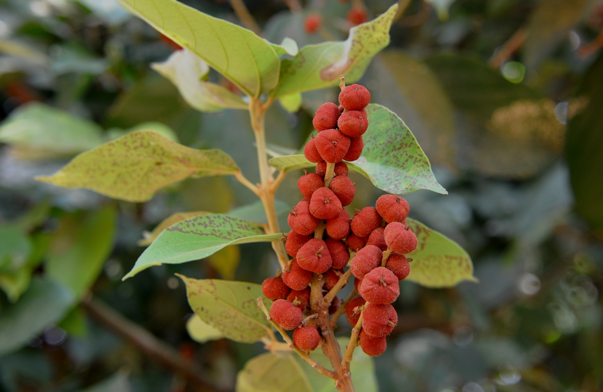 Mallotus philippinensis Muell