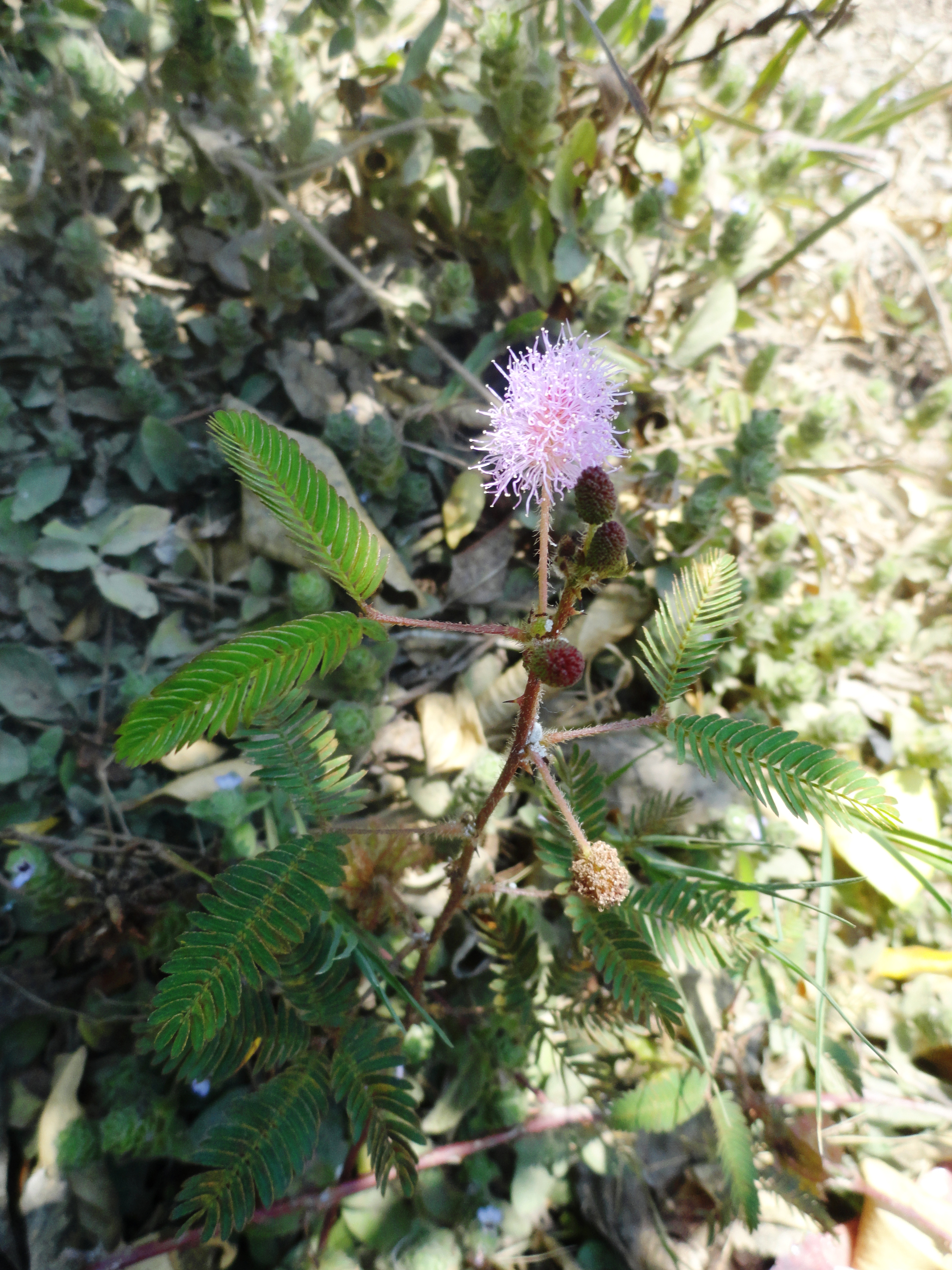 Mimosa pudica