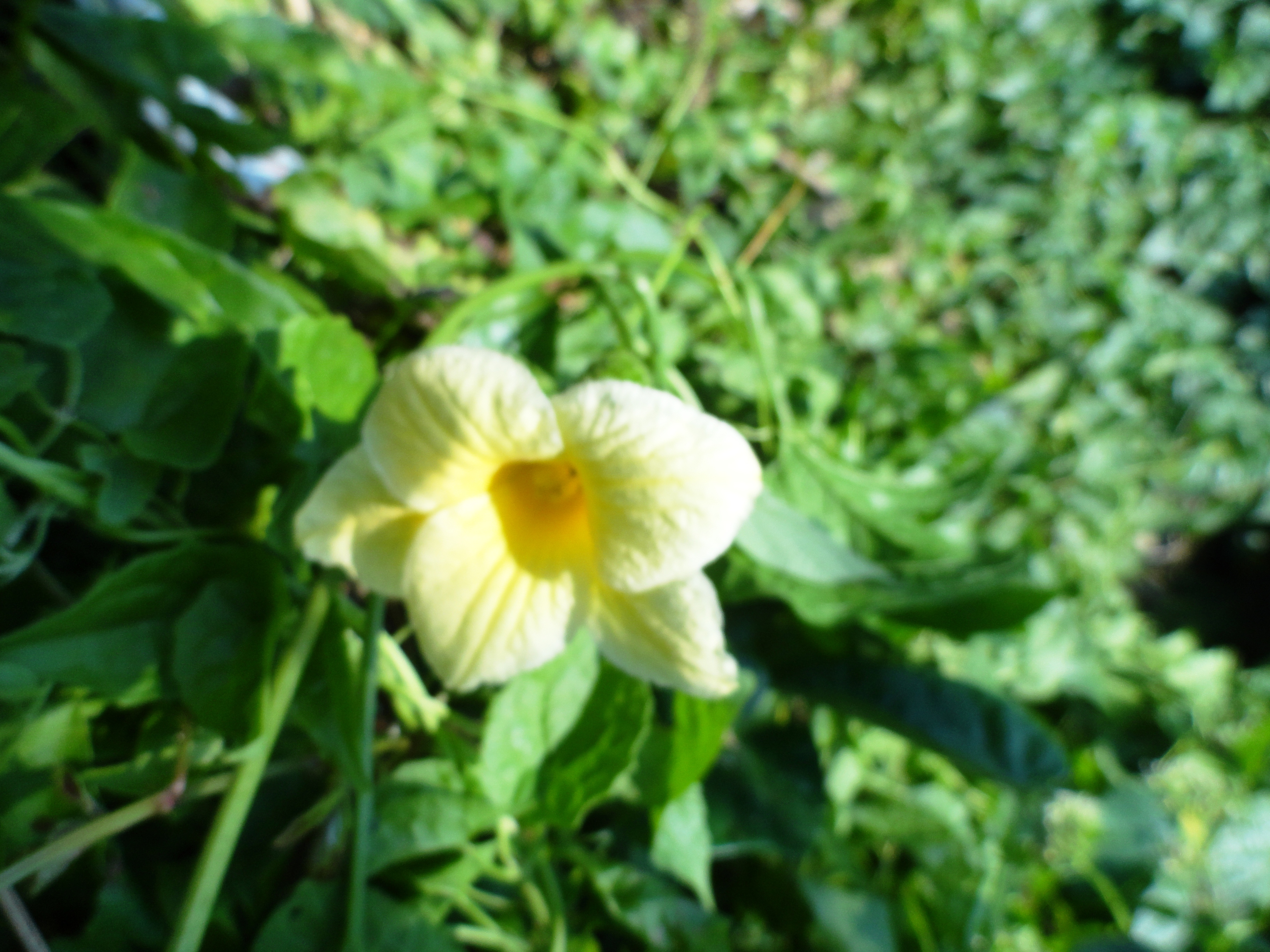 Momordica dioica