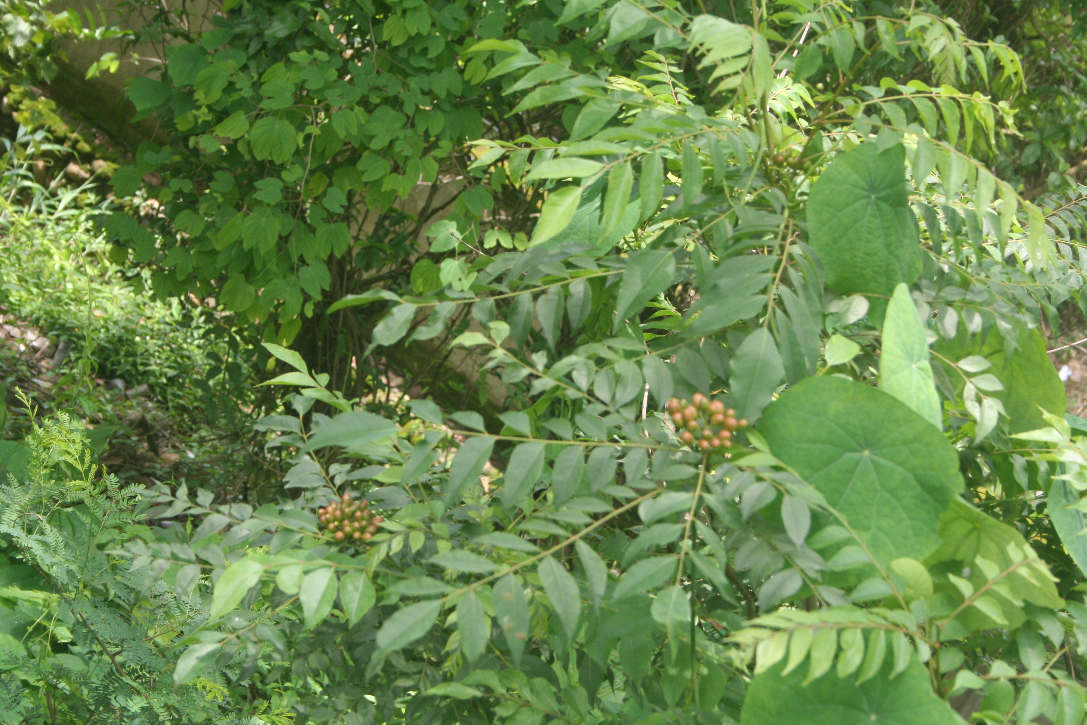 Murraya koenigii