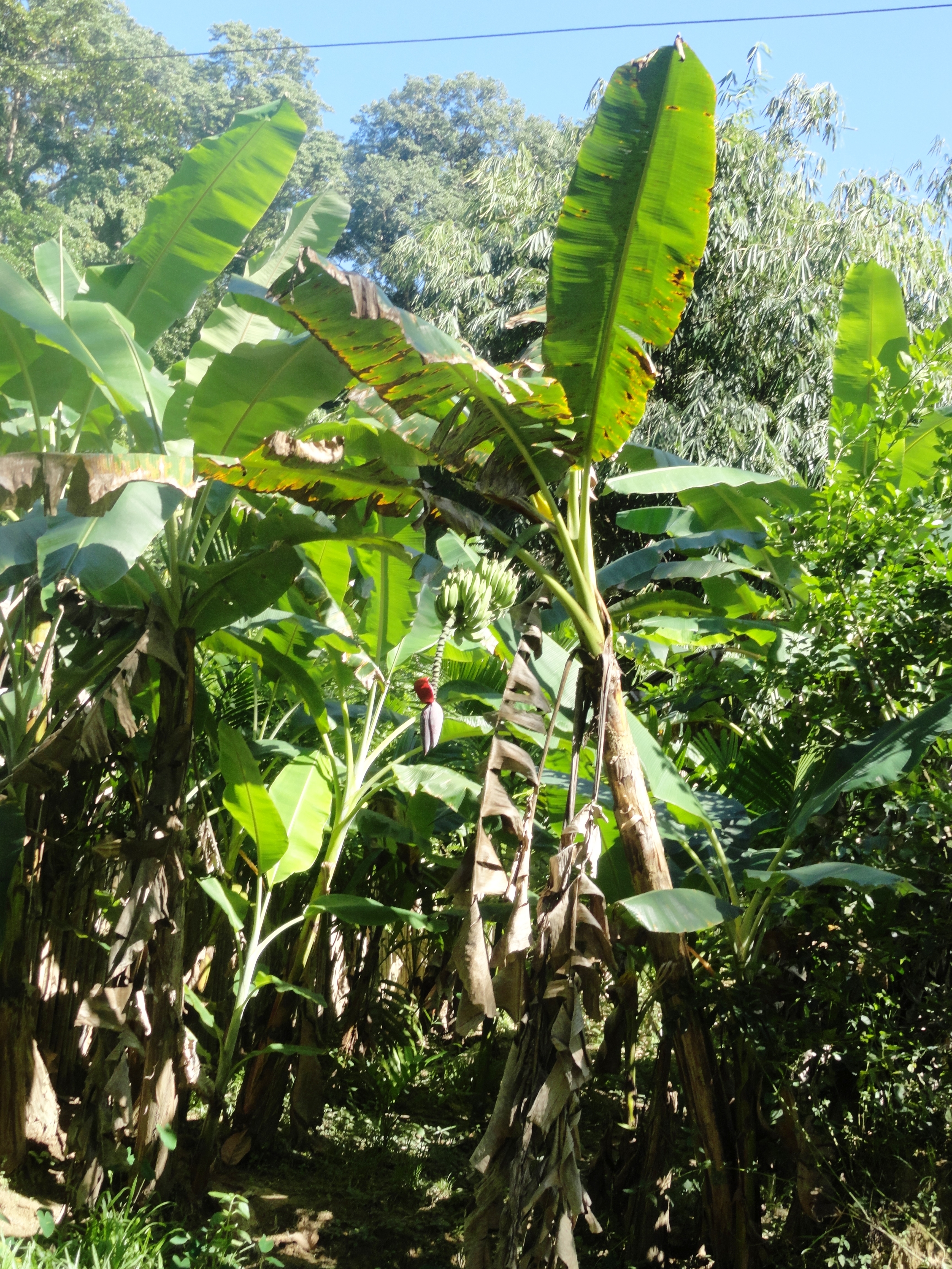 Musa paradisiaca