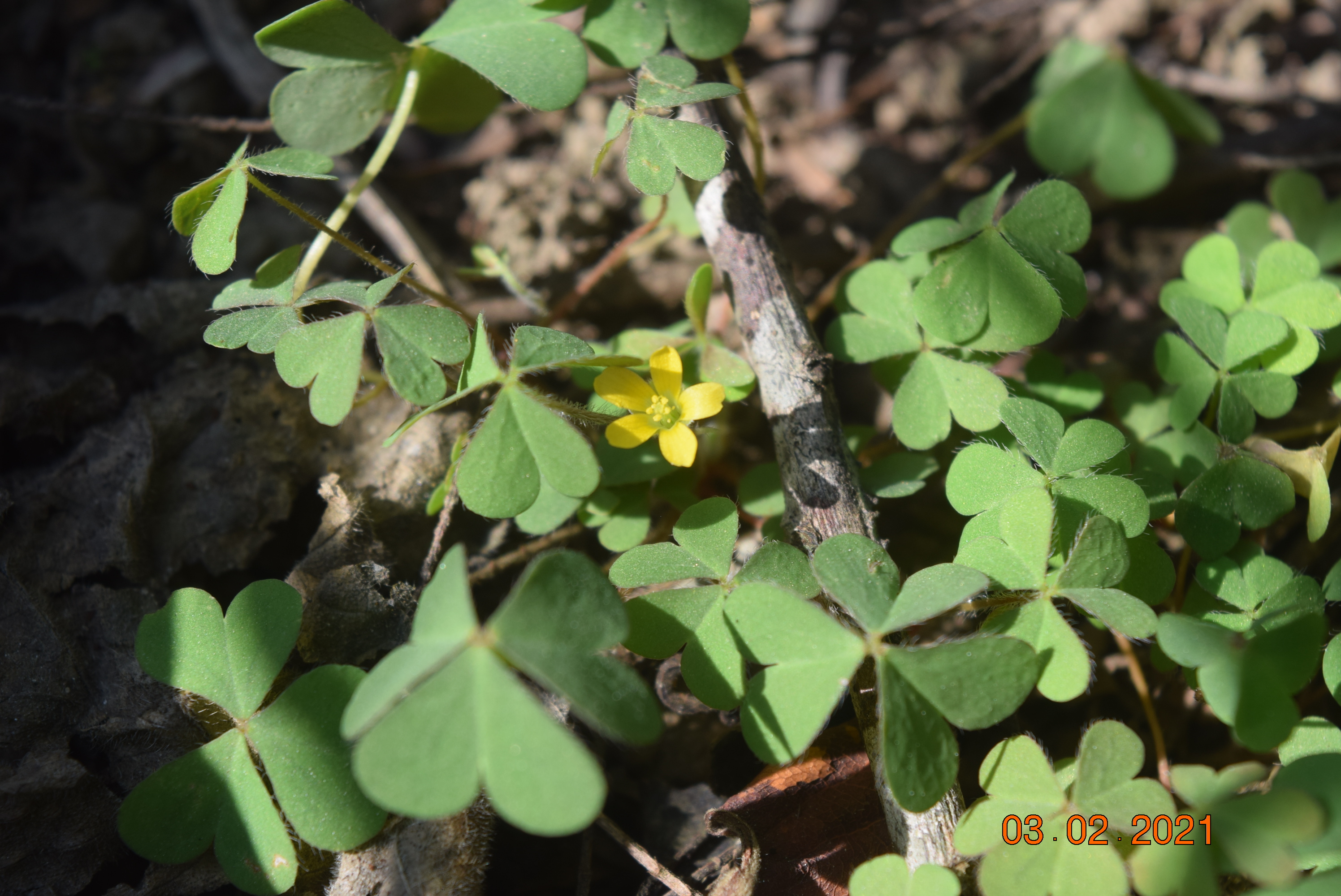 Oxalis corniculata