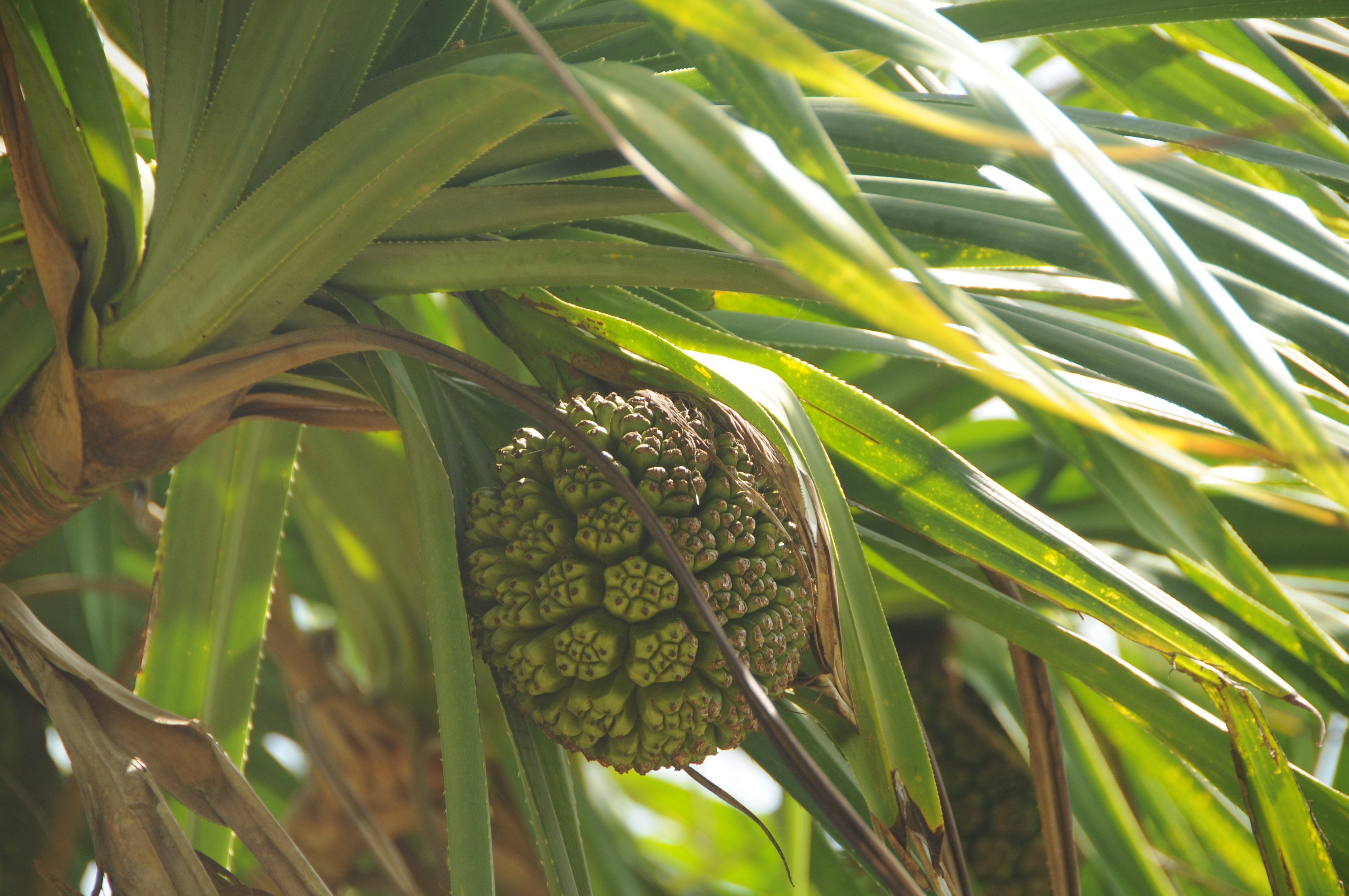 Pandanus tectorius