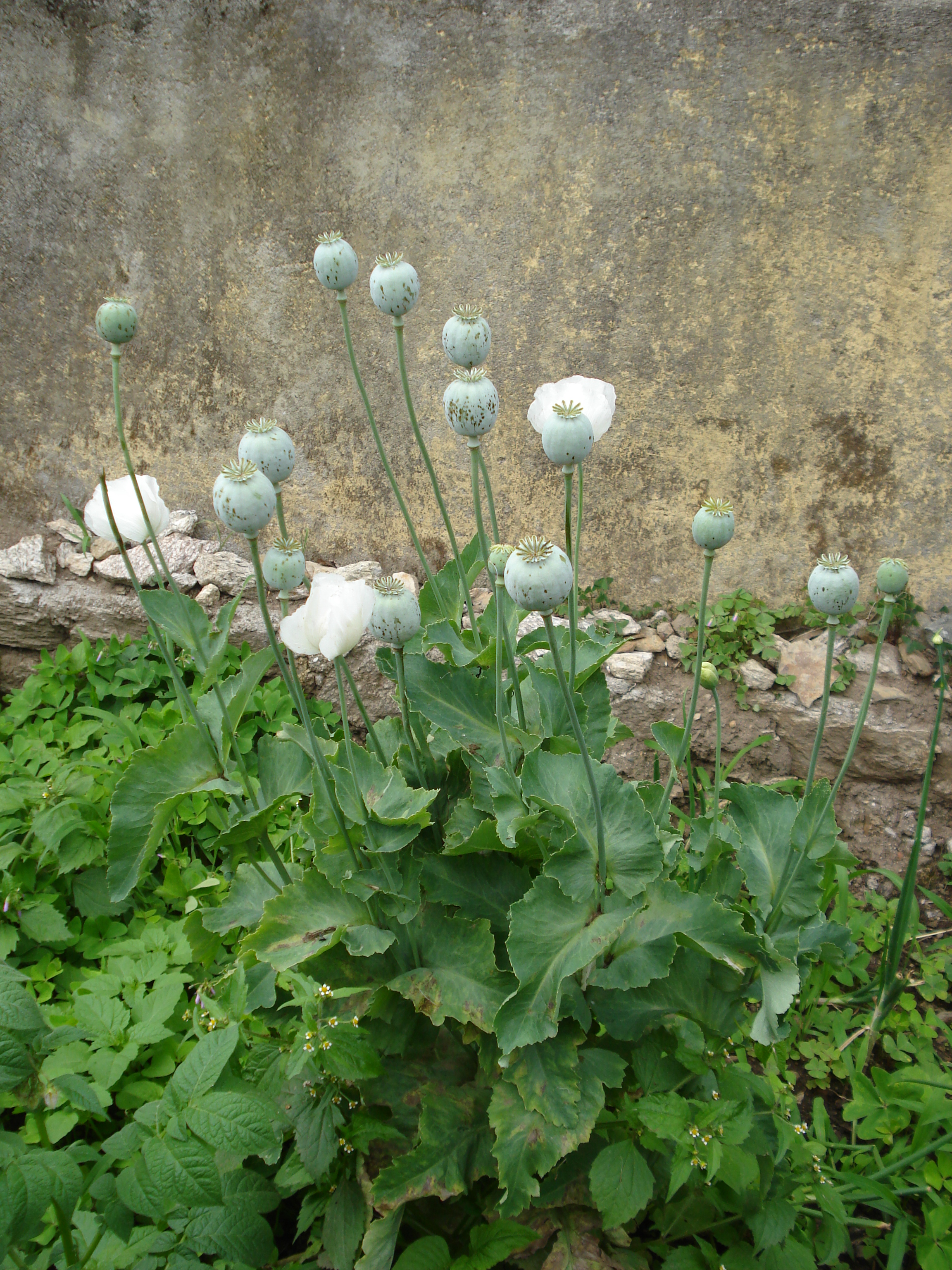 Papaver somniferum