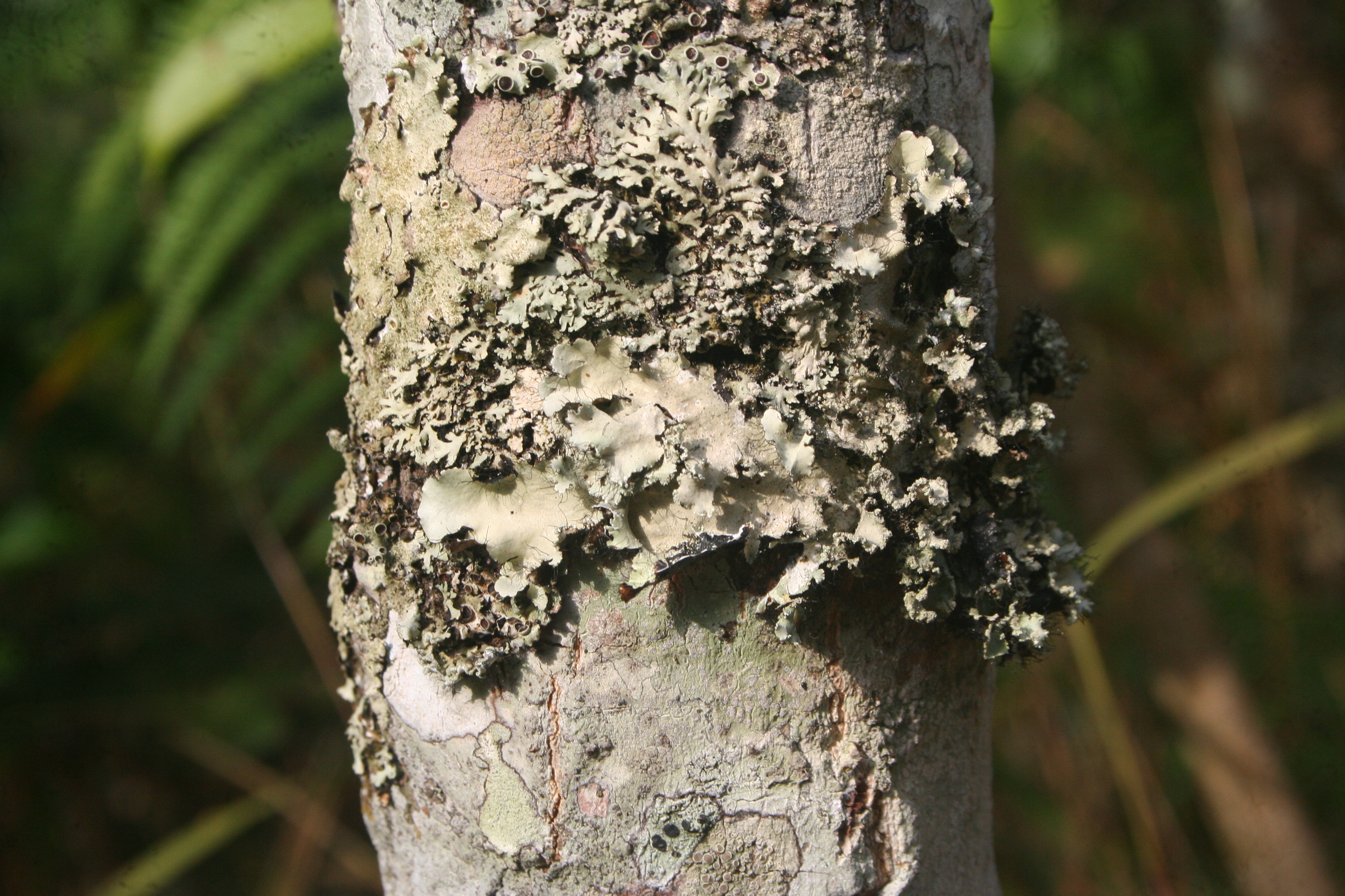 Parmelia perlata