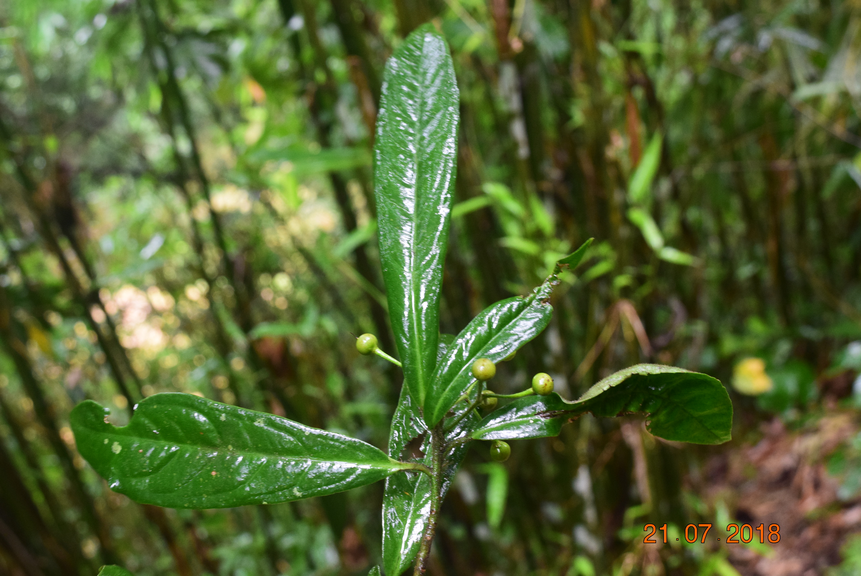 Pavetta indica var. tomentosa