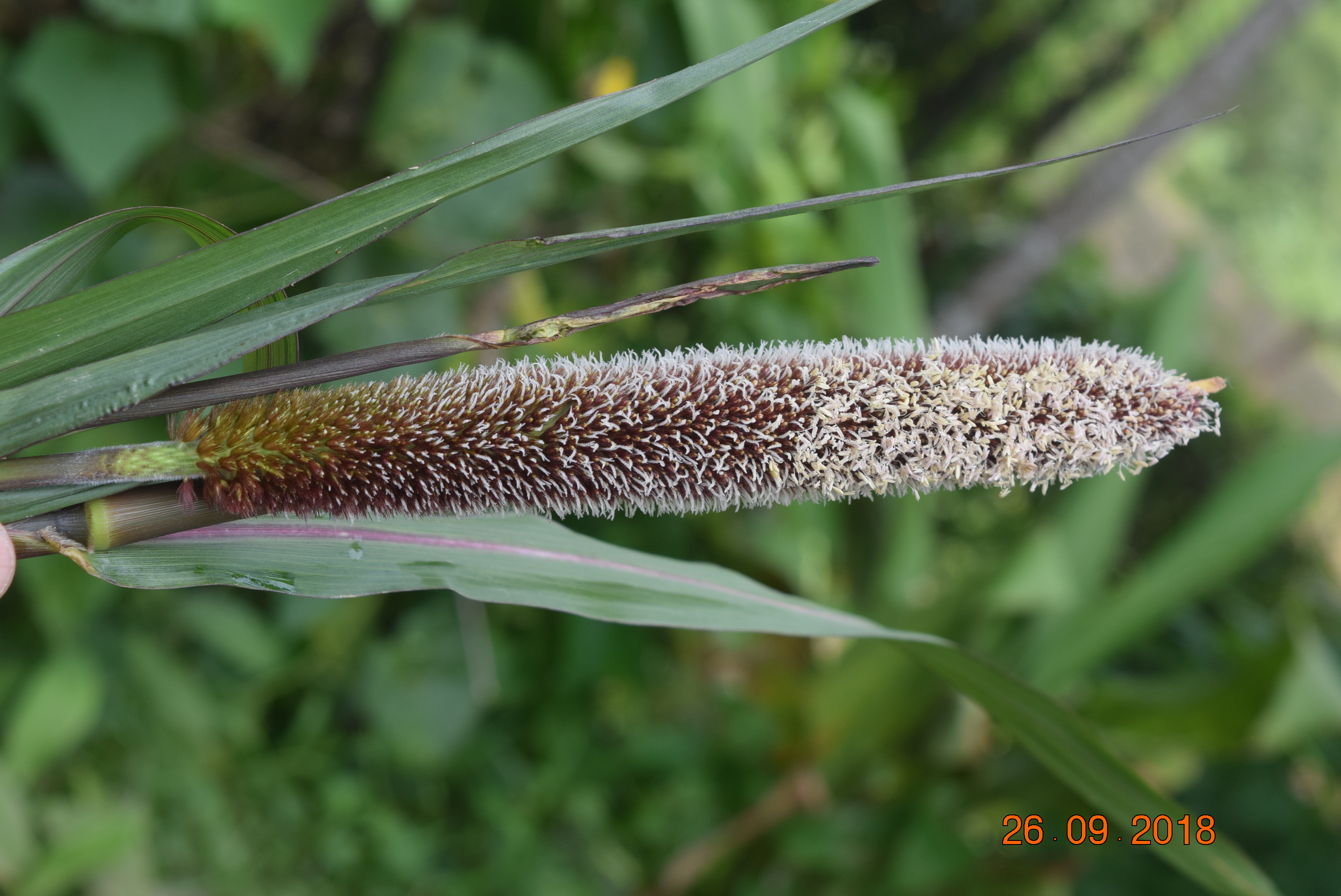 Pennisetum typhoides