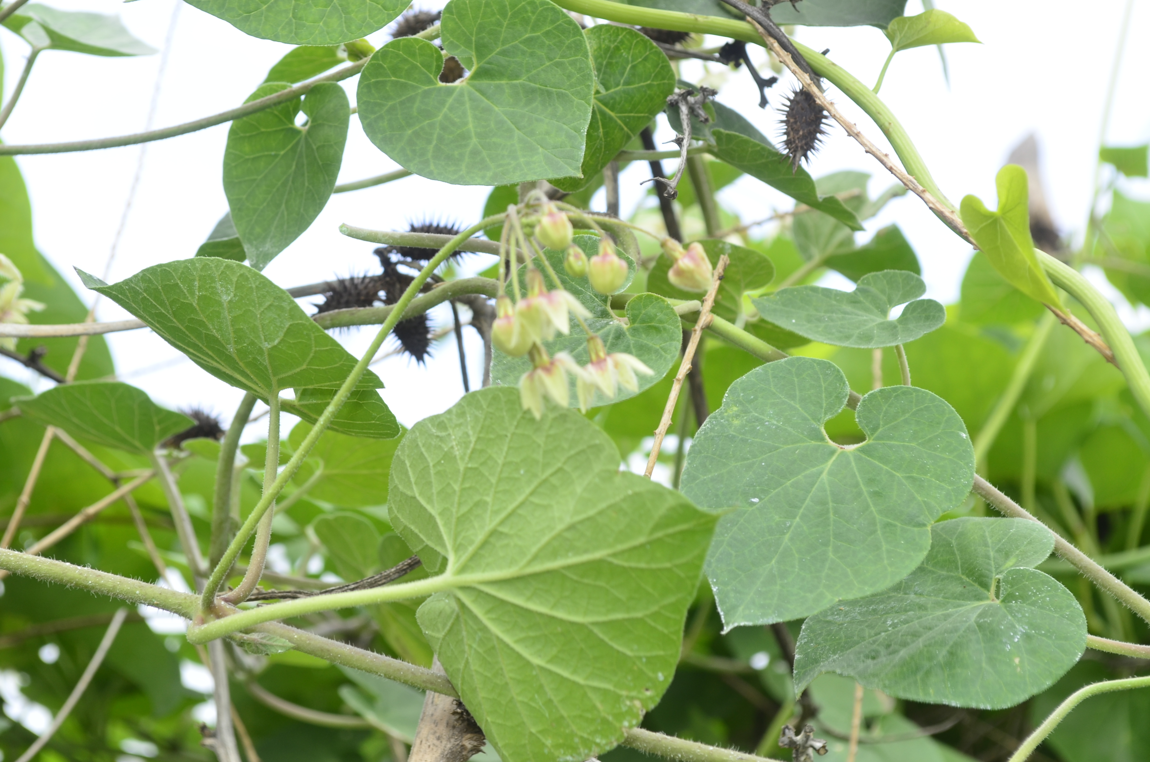 Pergularia daemia