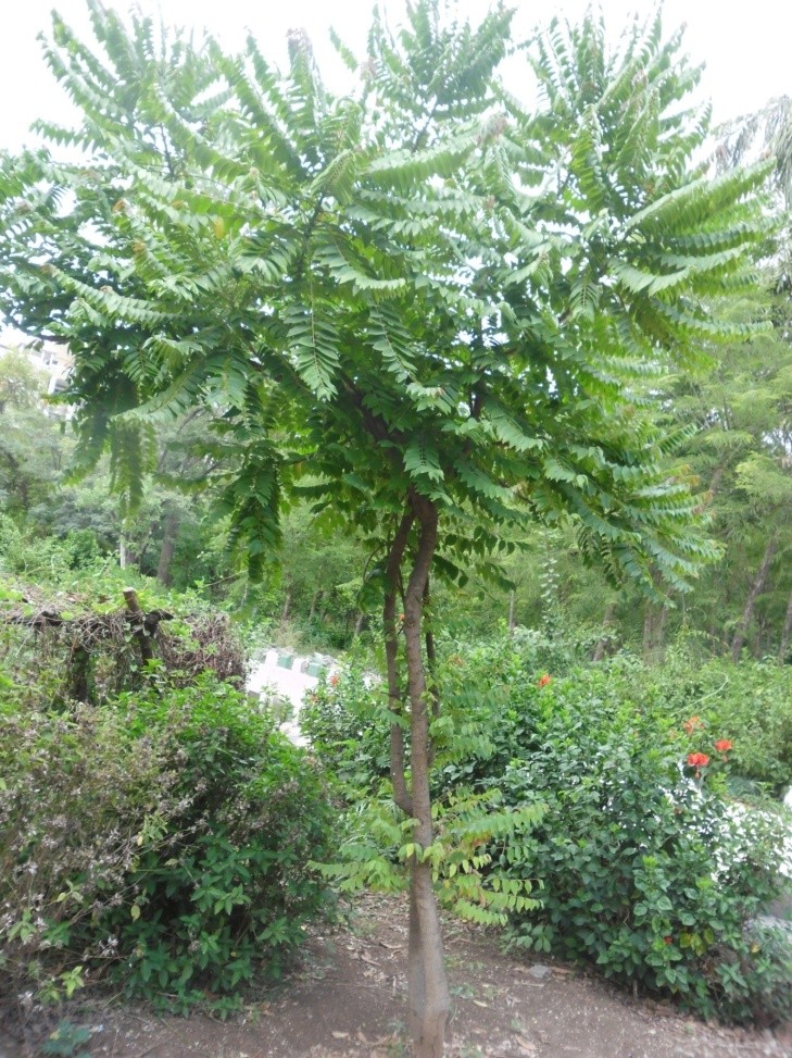 Phyllanthus acidus