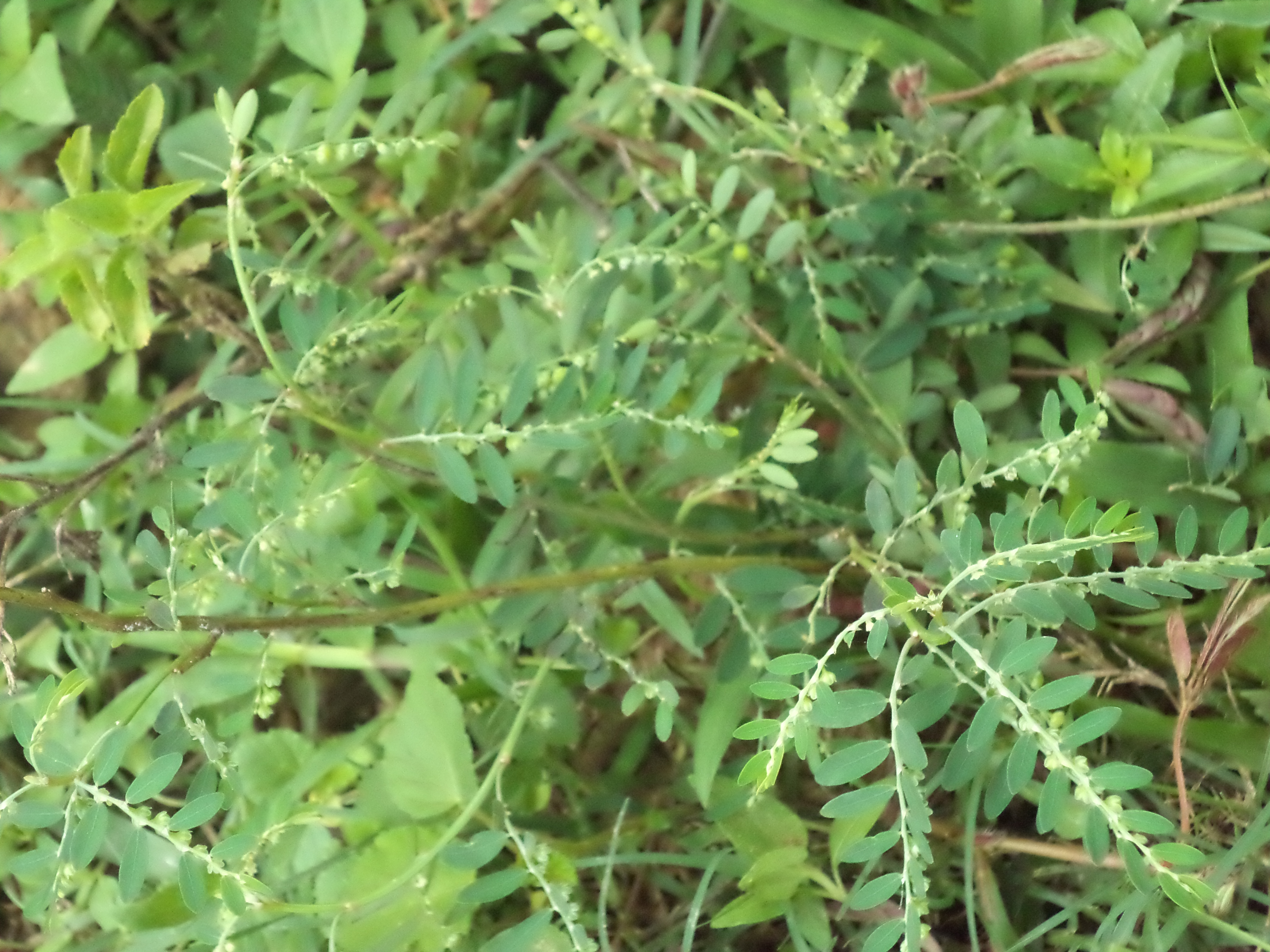 Phyllanthus fraternus