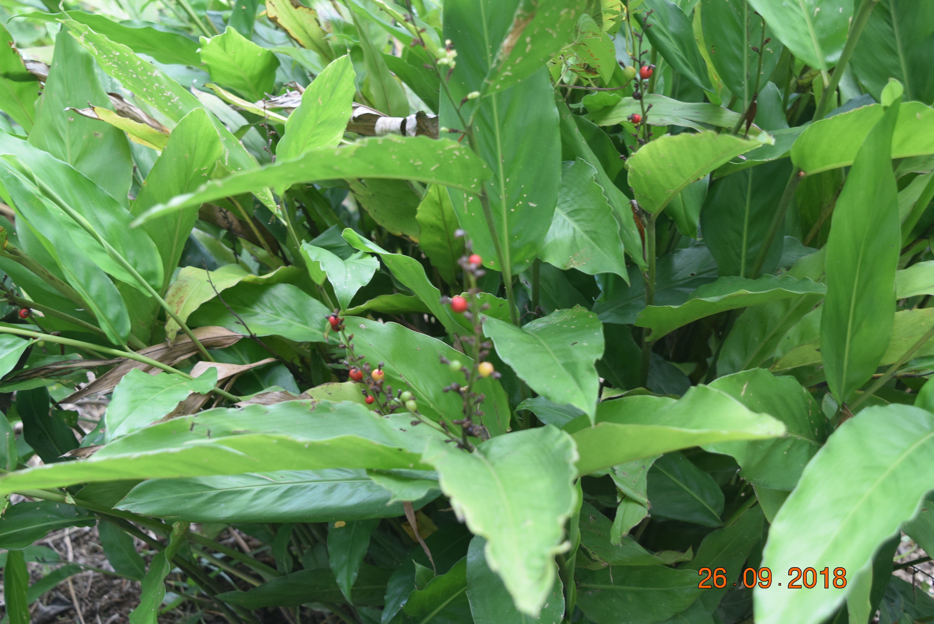 Alpinia galanga