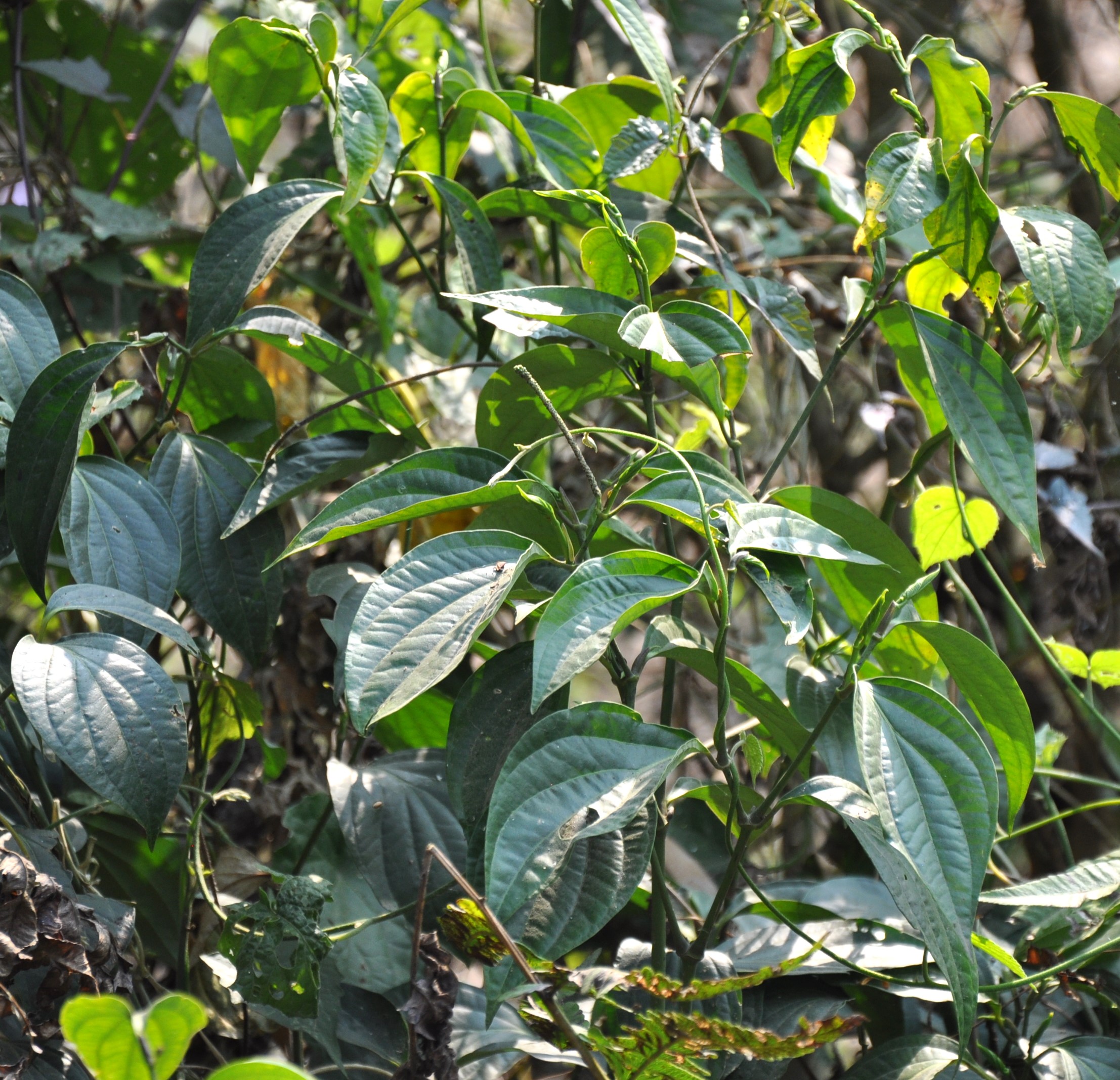 Piper cubeba