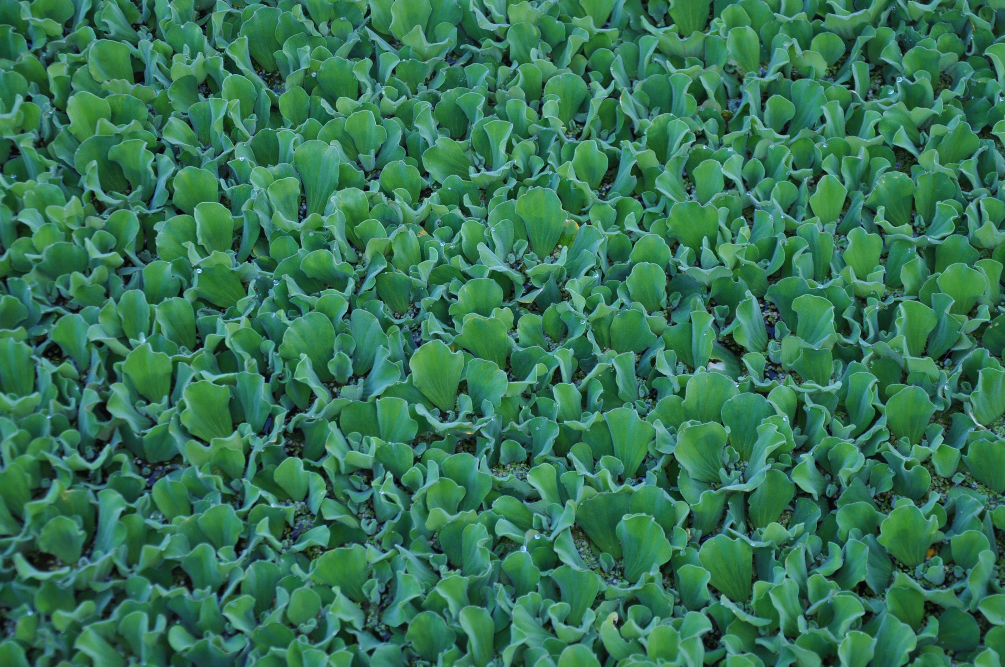 Pistia stratiotes