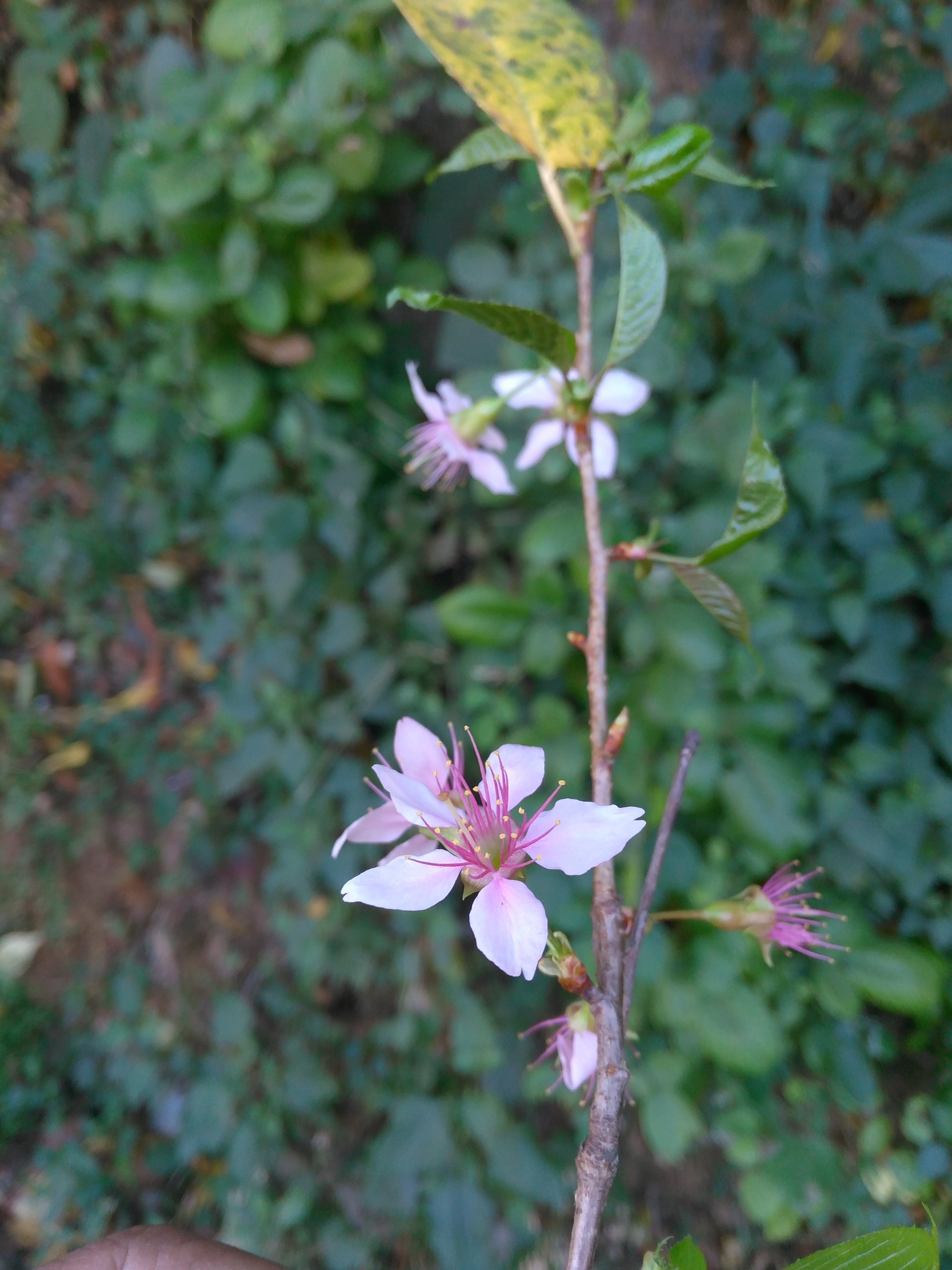 Prunus cerasoides