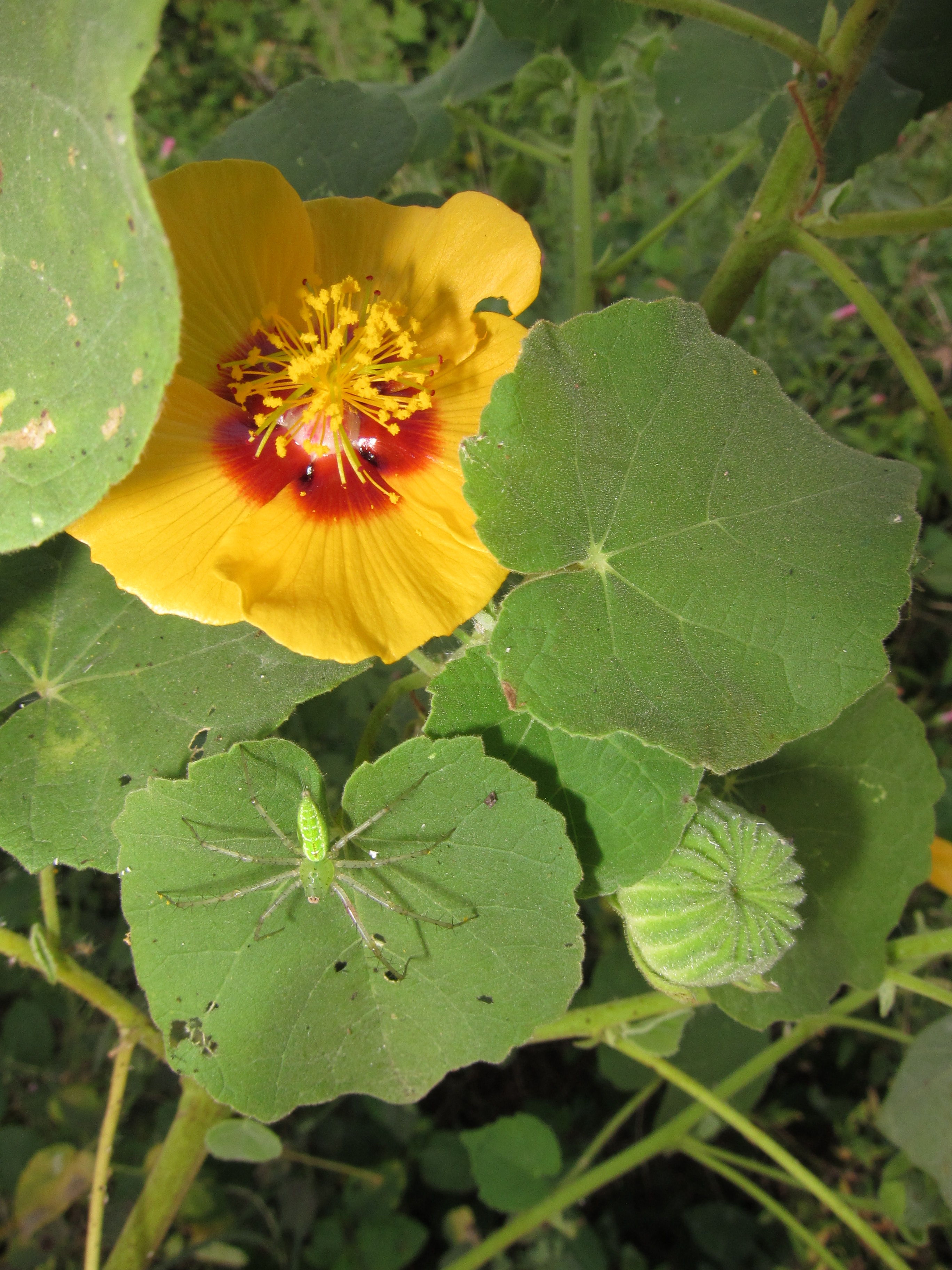 Abutilon indicum