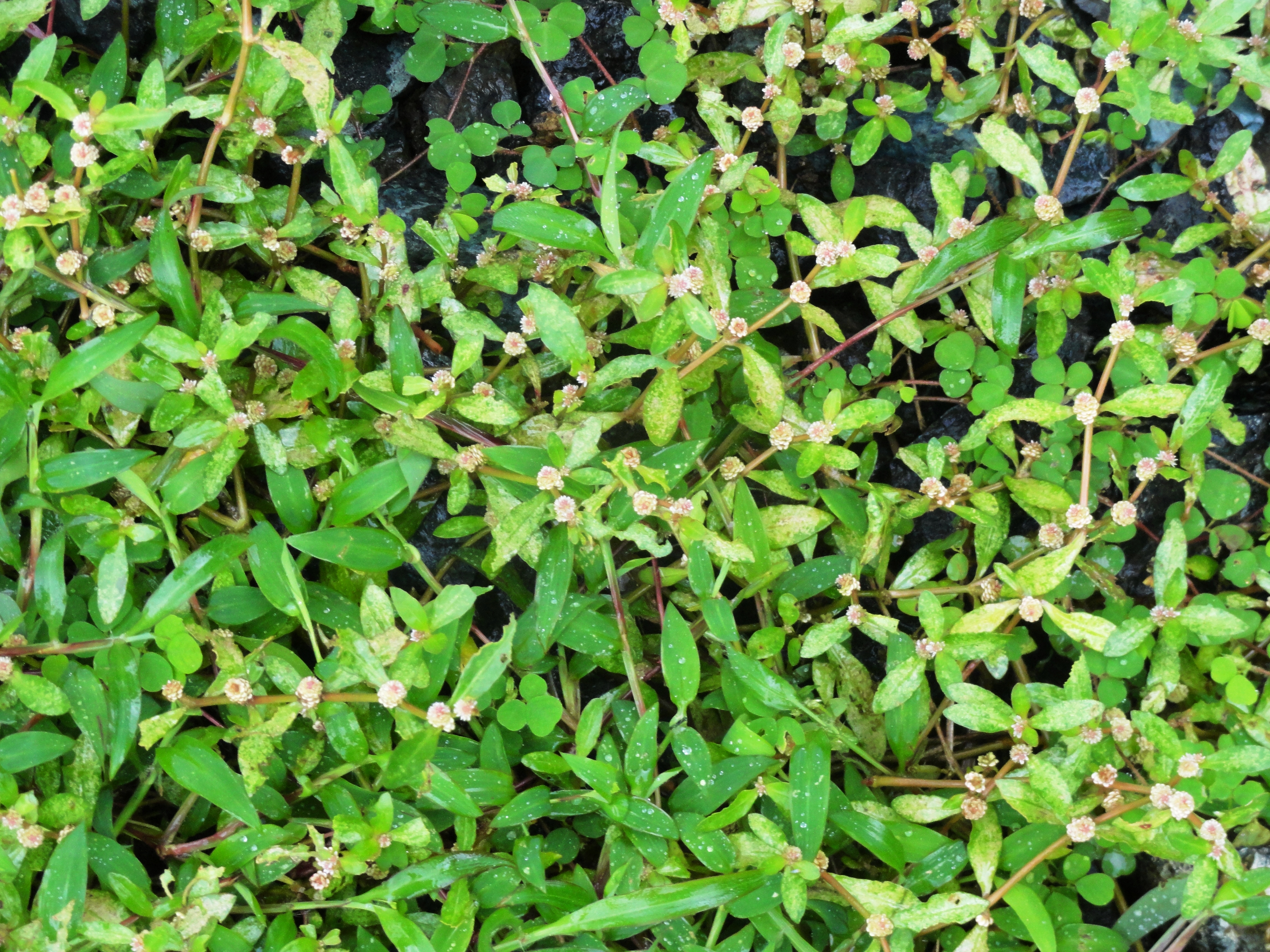 Alternanthera sessilis