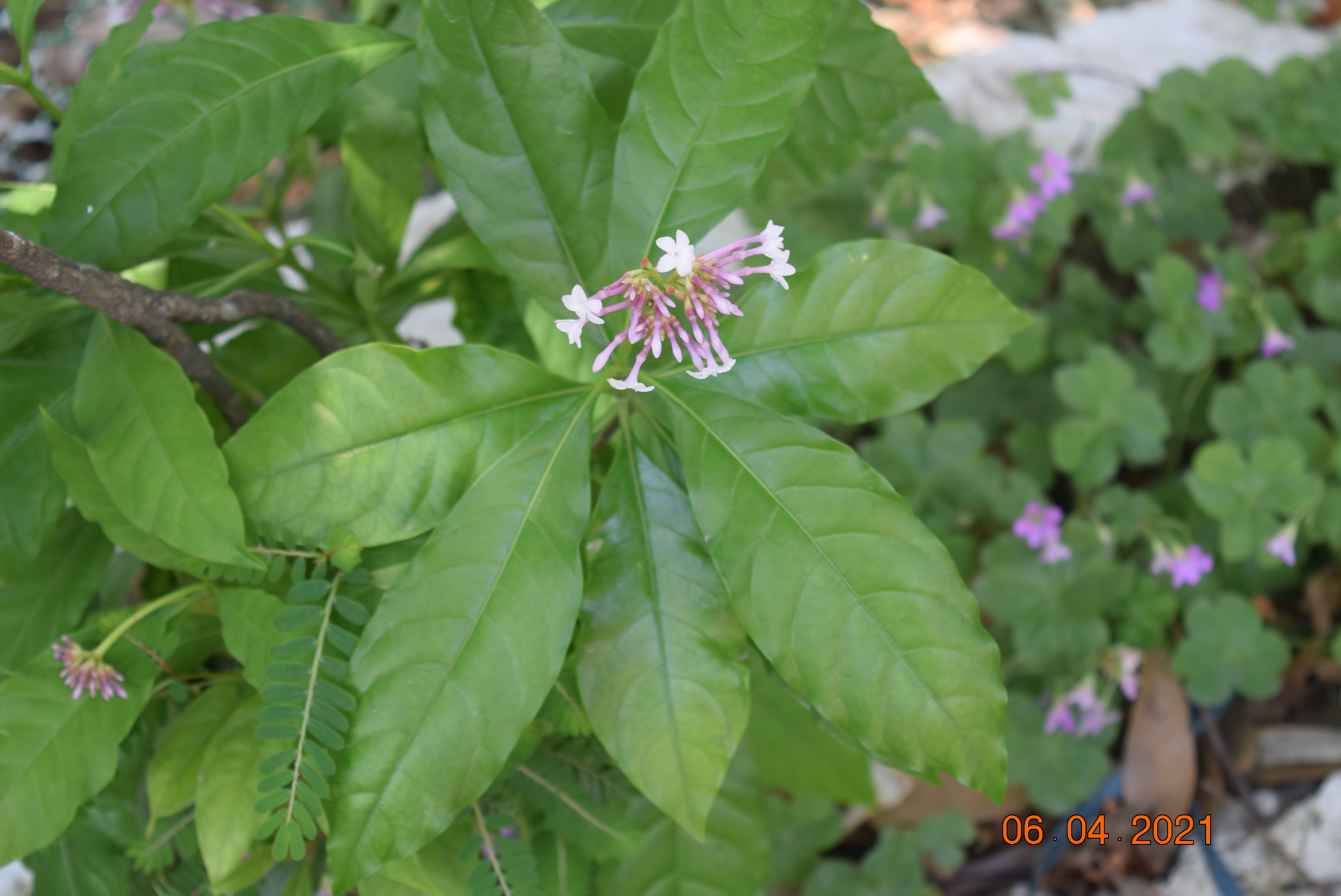 Rauvolfia serpentina