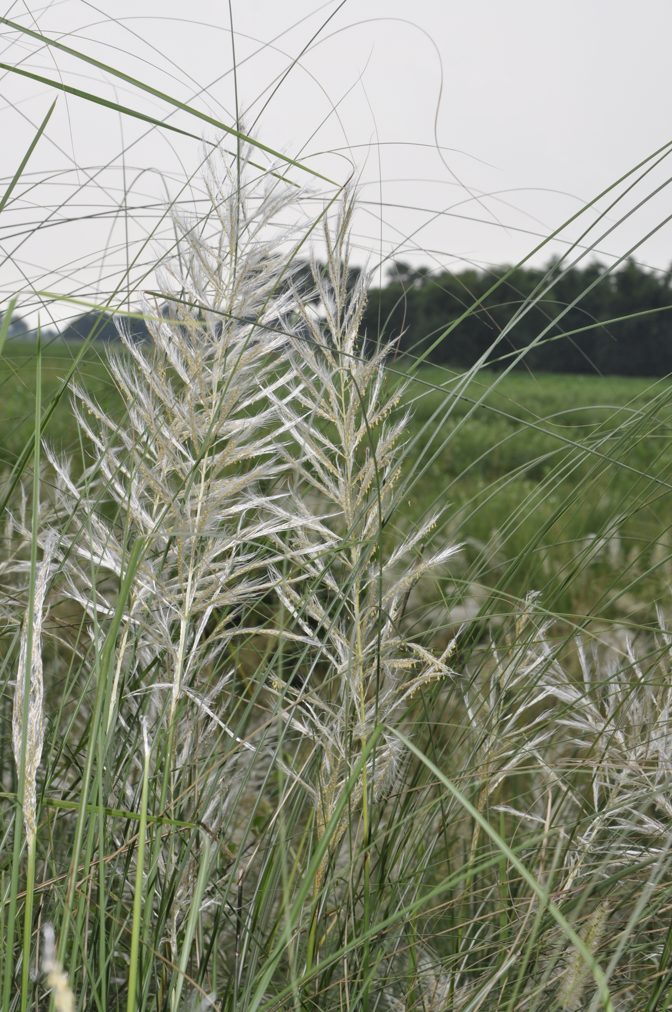 Saccharum spontaneum