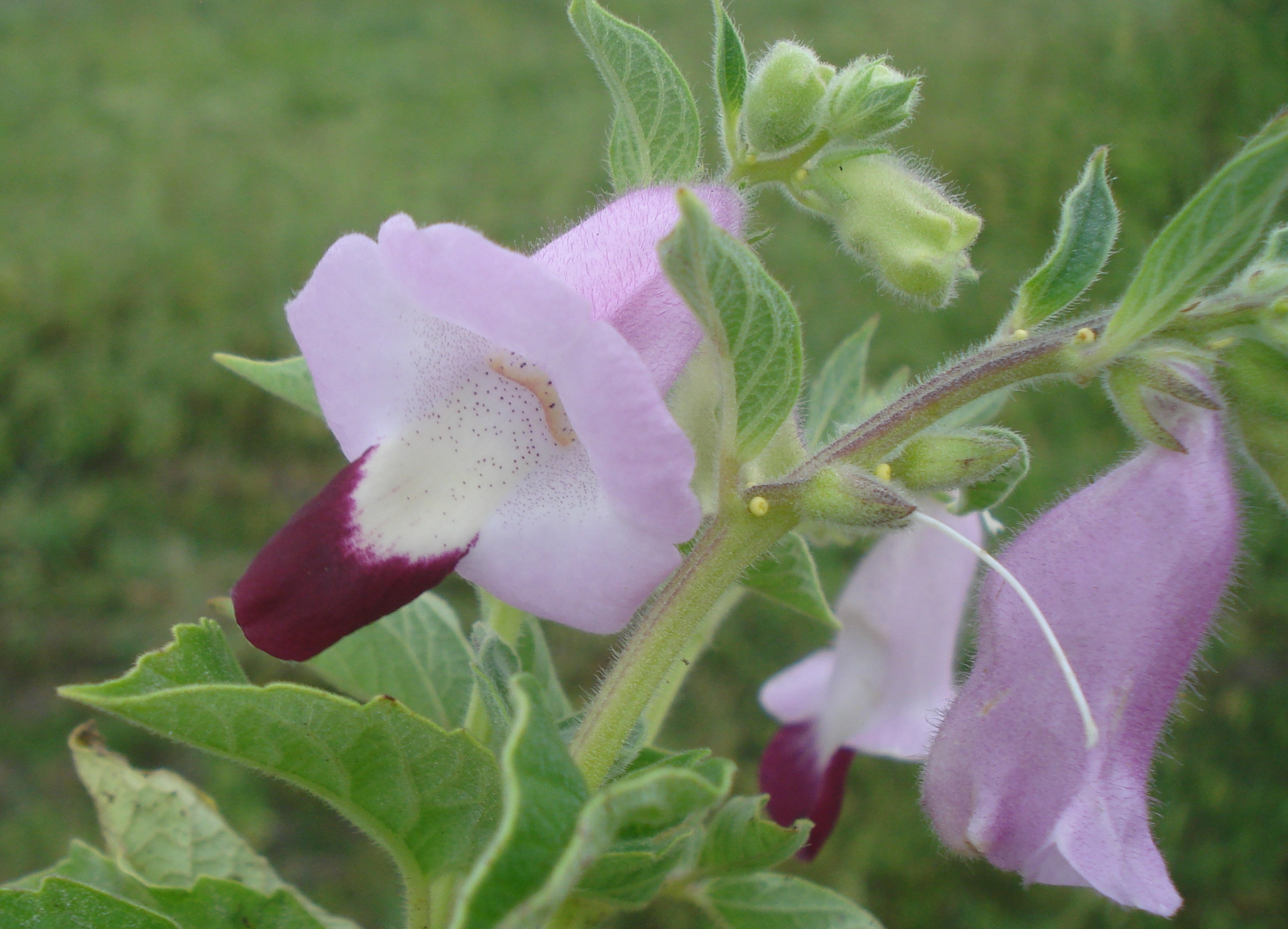 Sesamum indicum