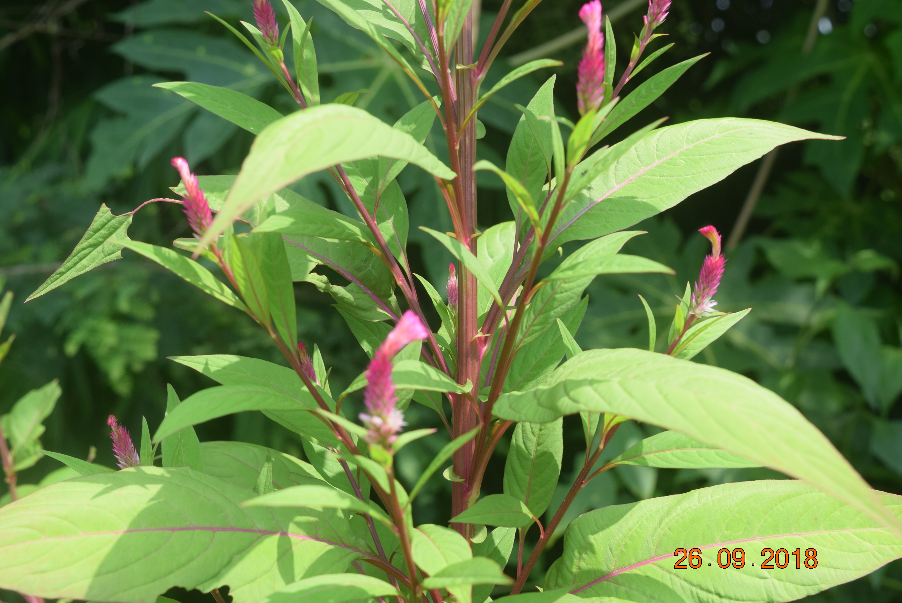 Amaranthus tricolor