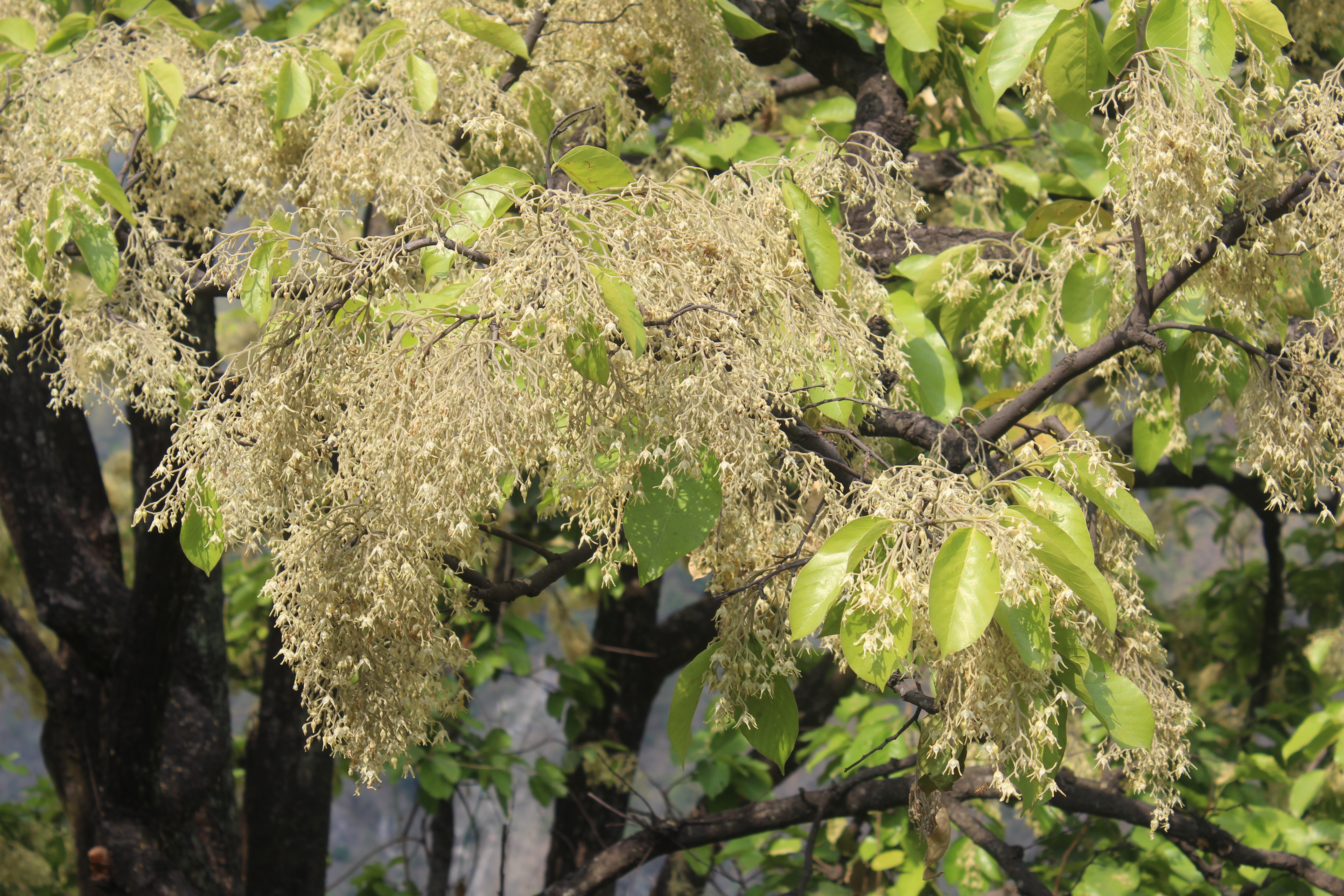 Shorea robusta