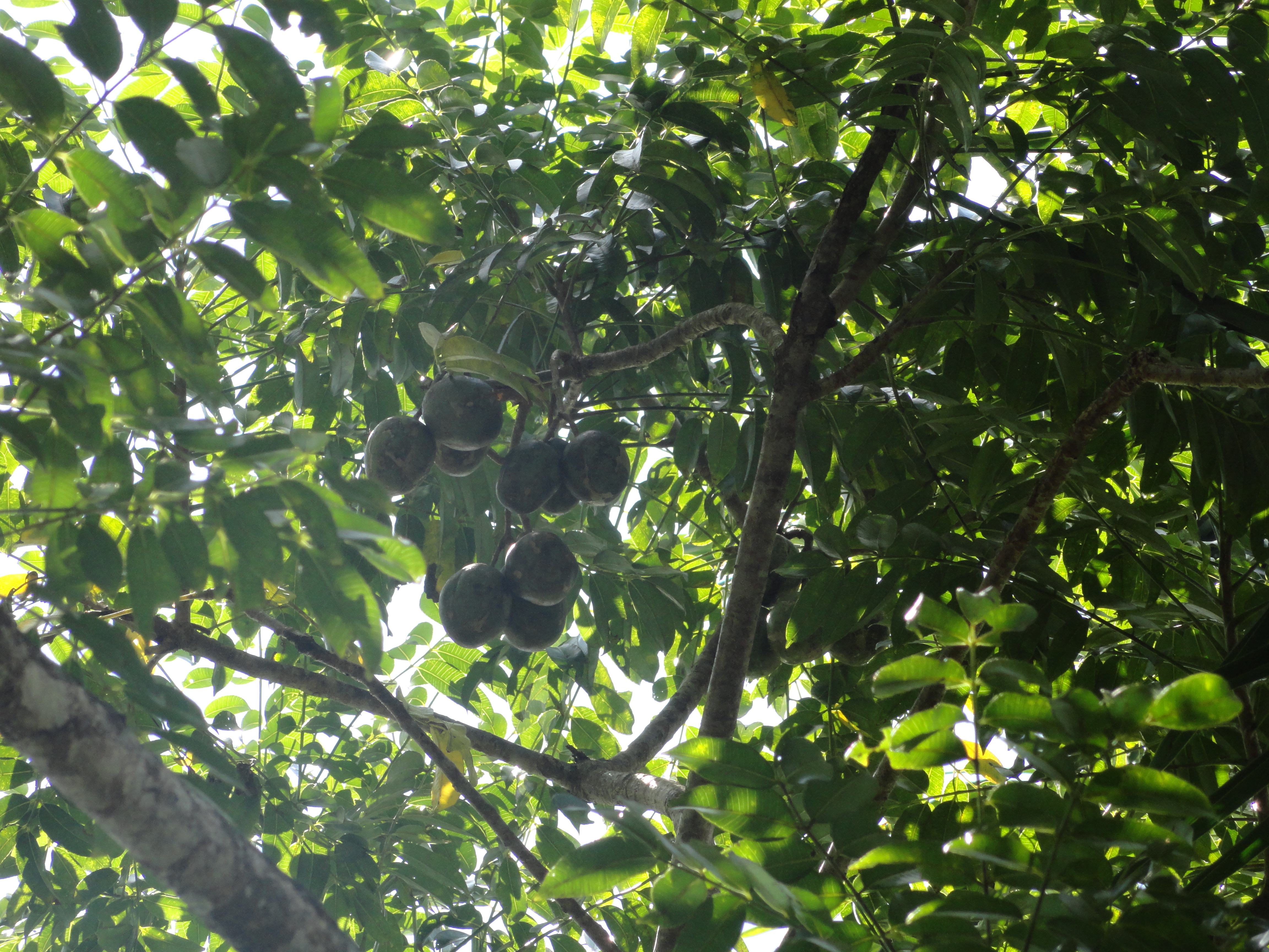 Spondias pinnata