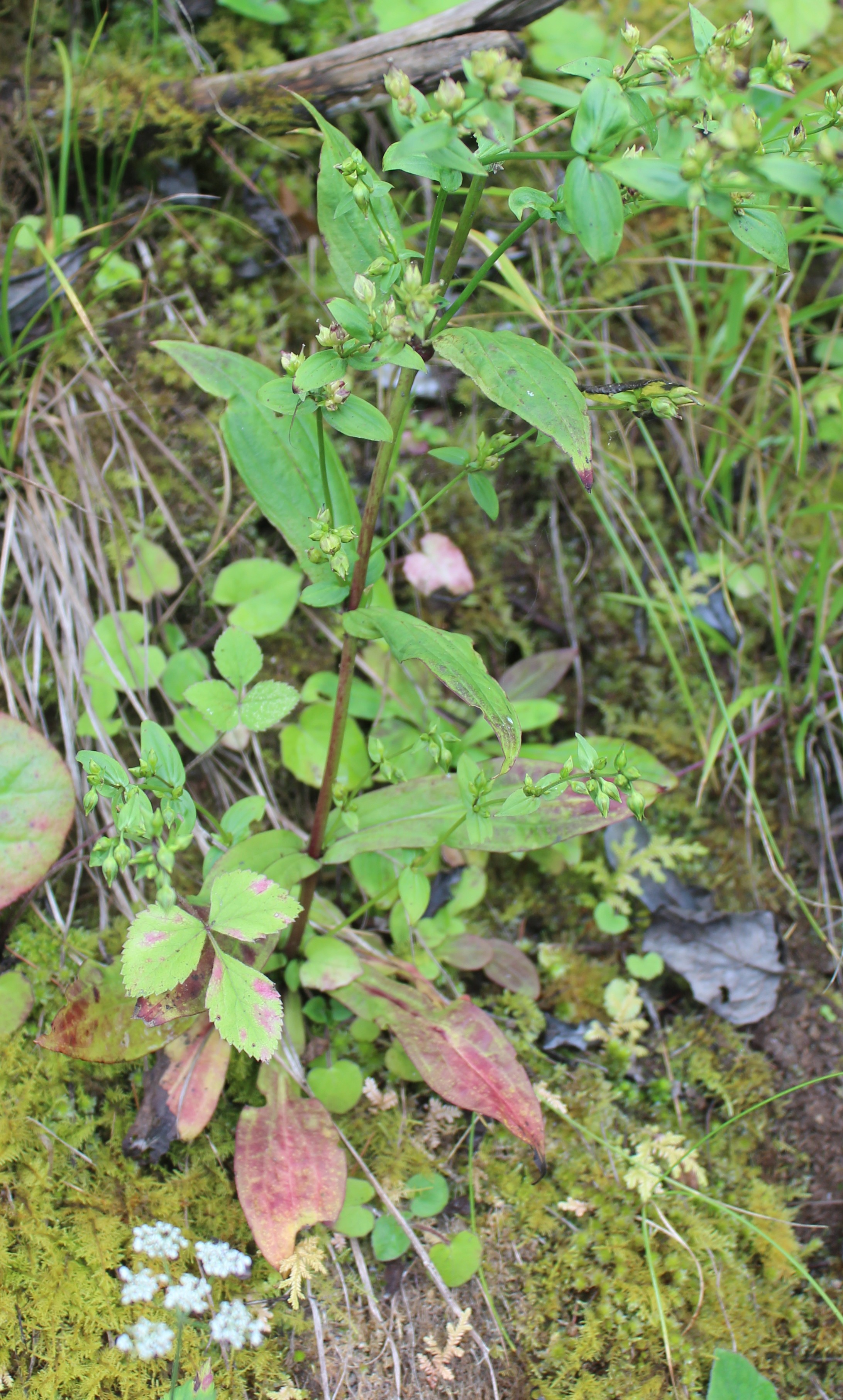 Swertia chirata