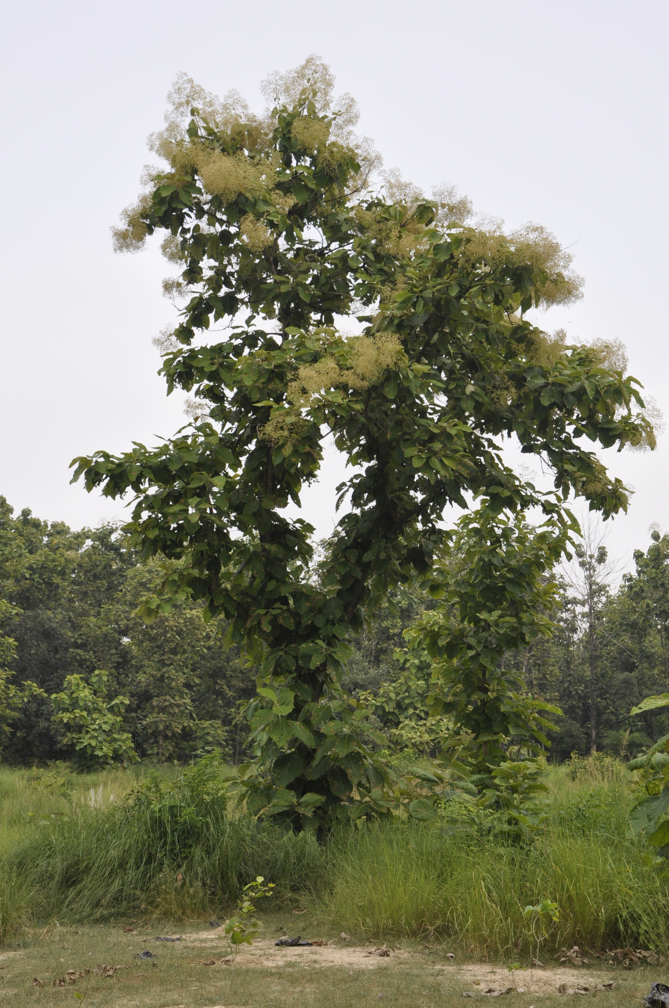 Tectona grandis