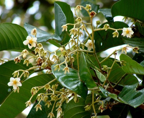 Vateria indica