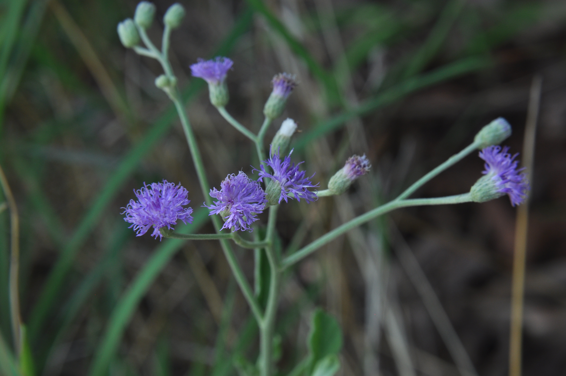 Vernonia cinerea