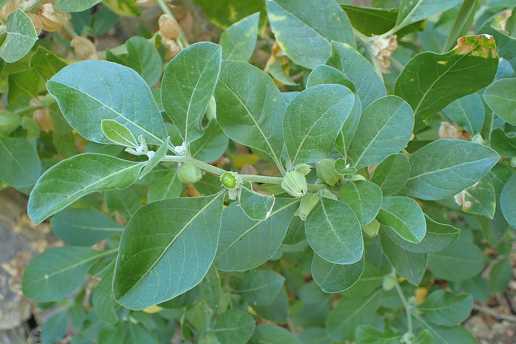 Withania somnifera