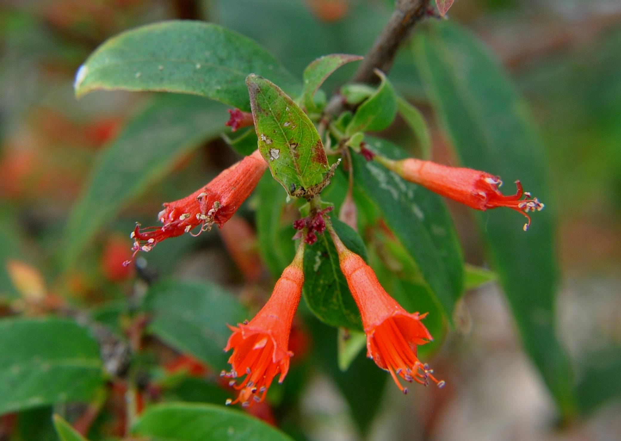 Woodfordia fruticosa