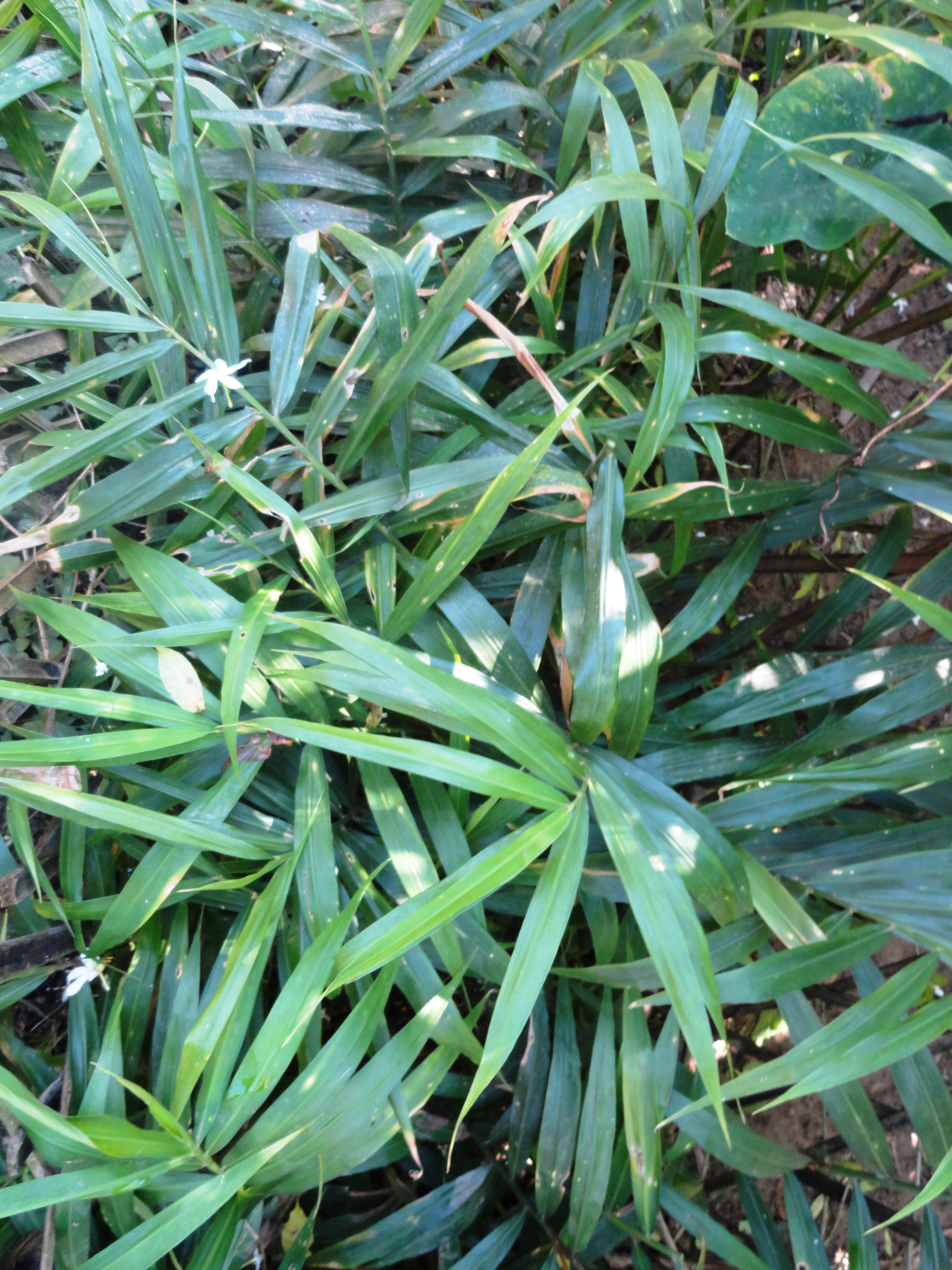 Zingiber officinale