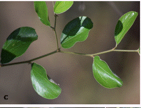 Zizyphus mauritiana