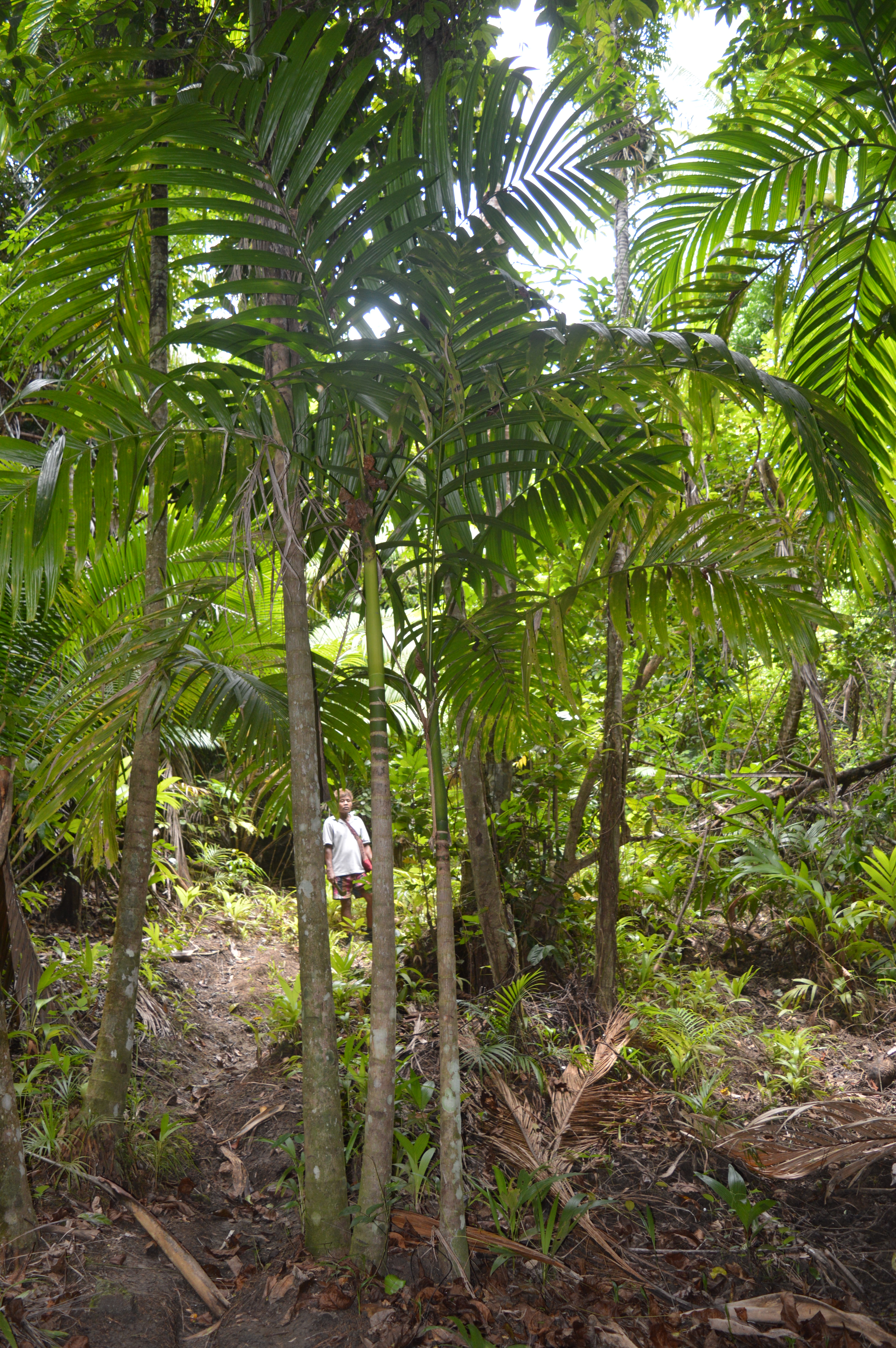 Areca catechu
