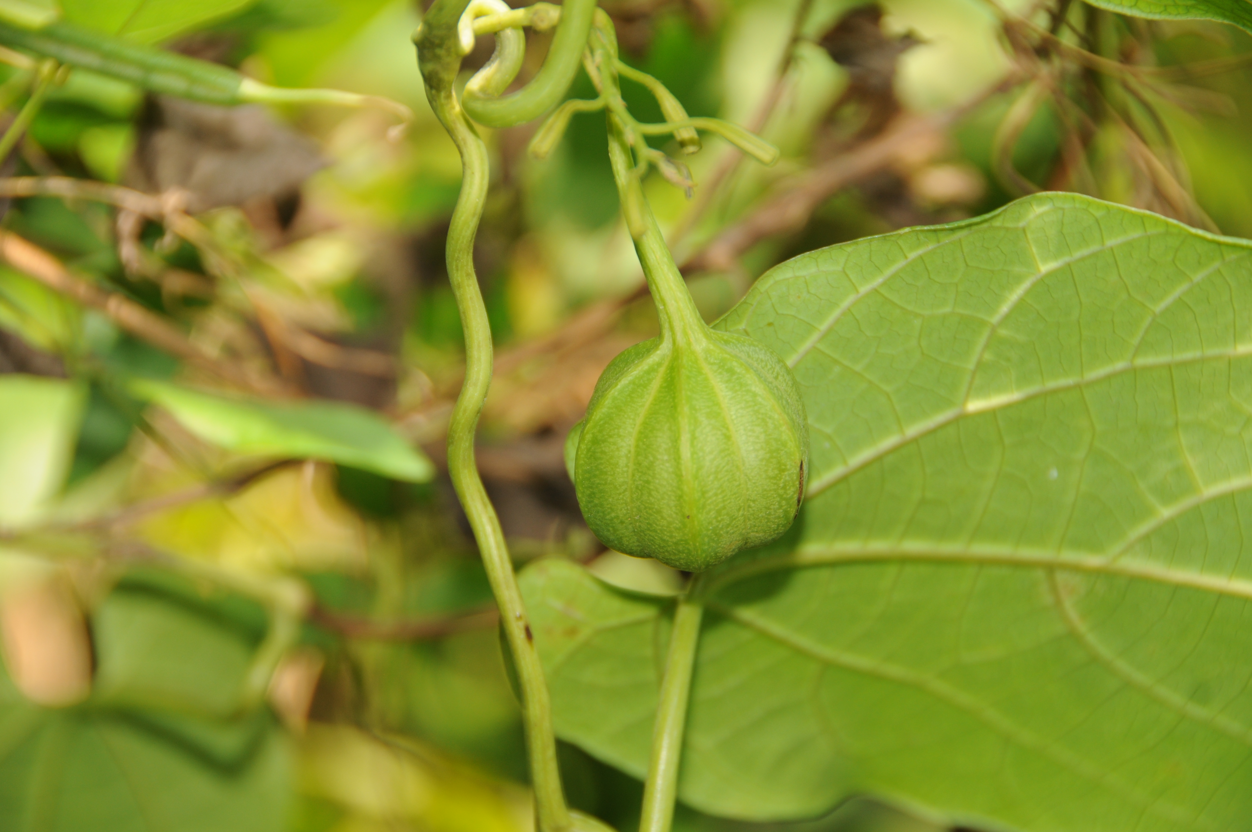 Aristolochia indica