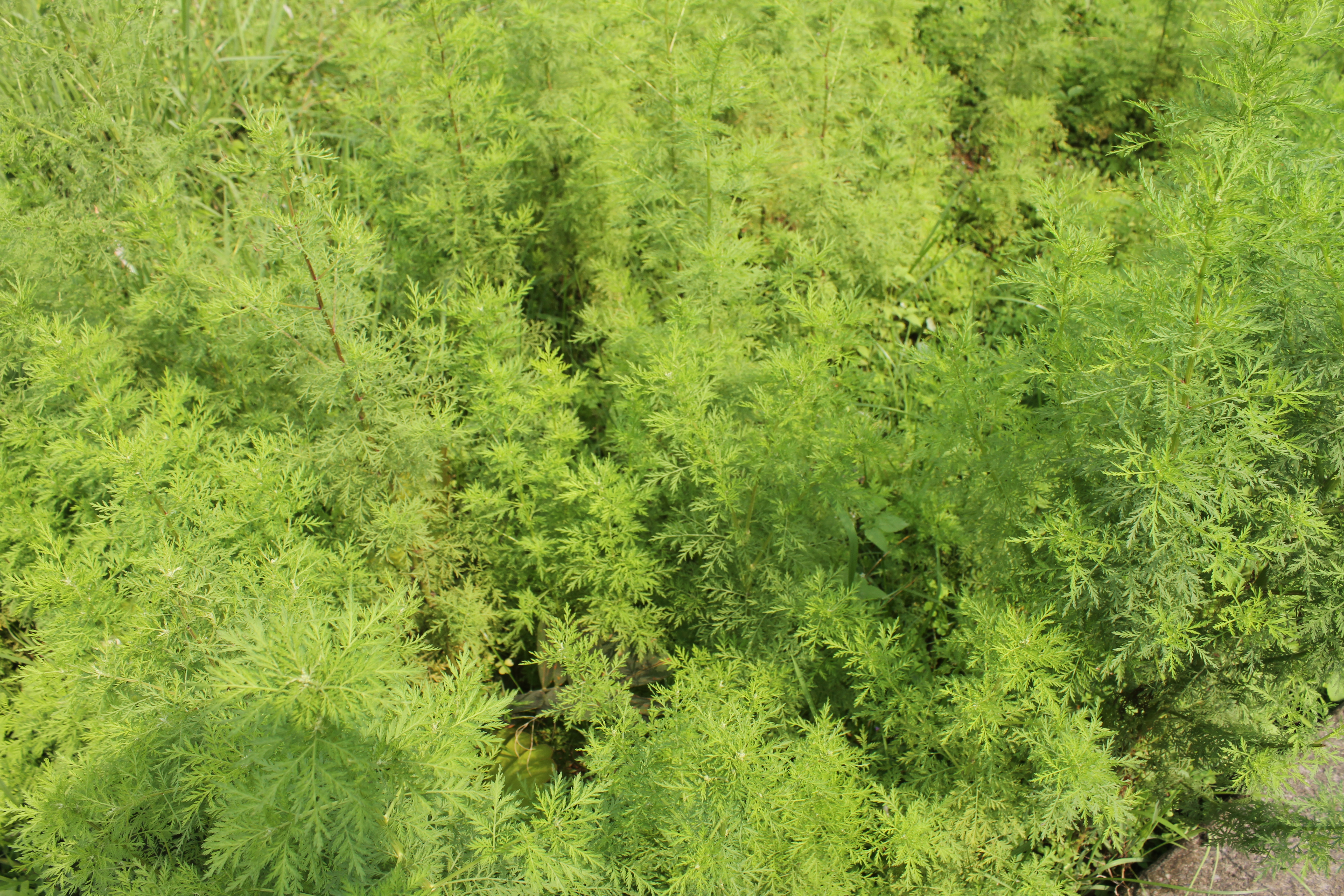 Artemisia absinthium