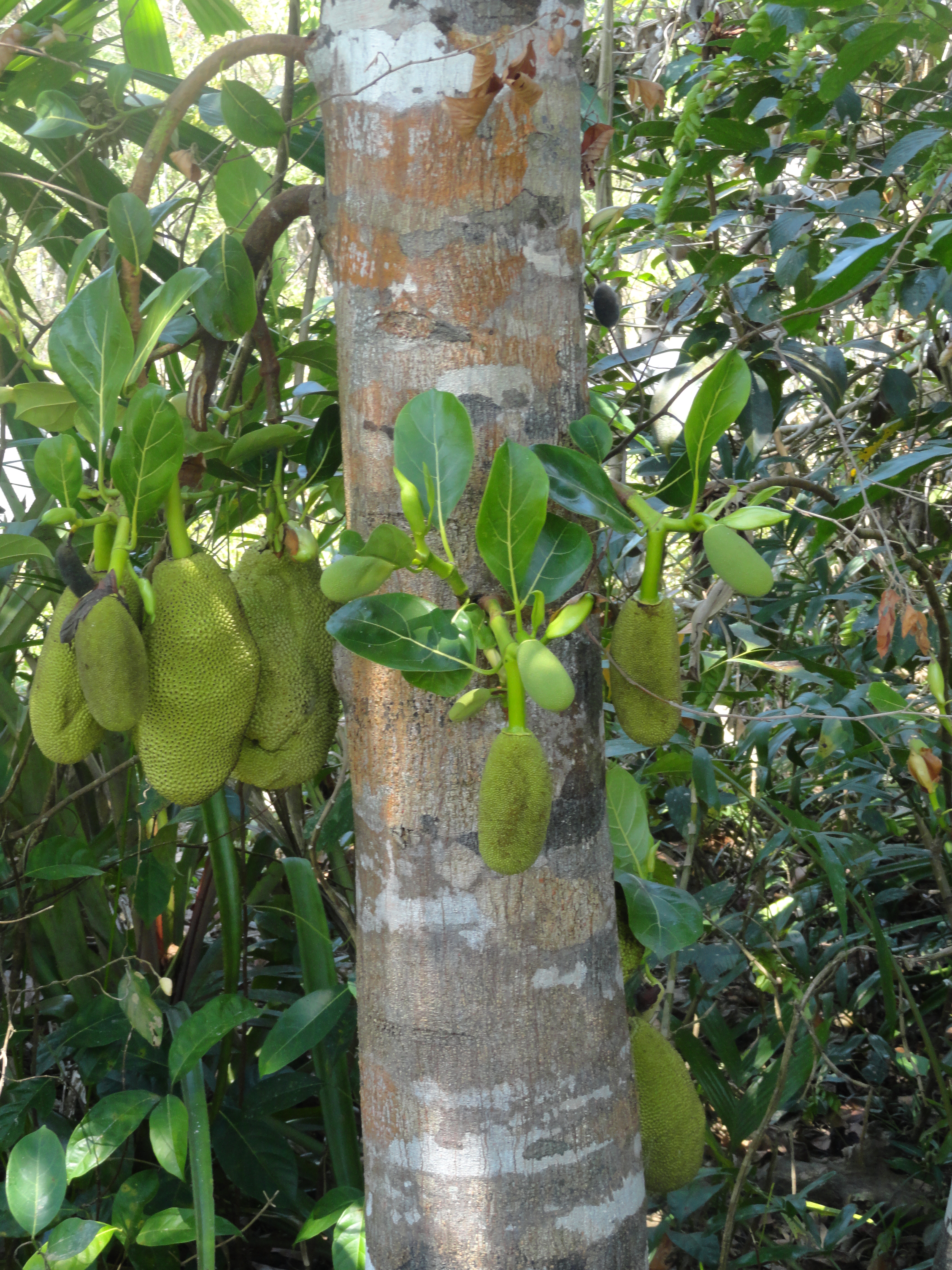 Artocarpus heterophyllus