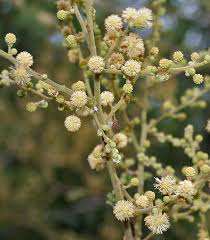 Acacia leucophloea