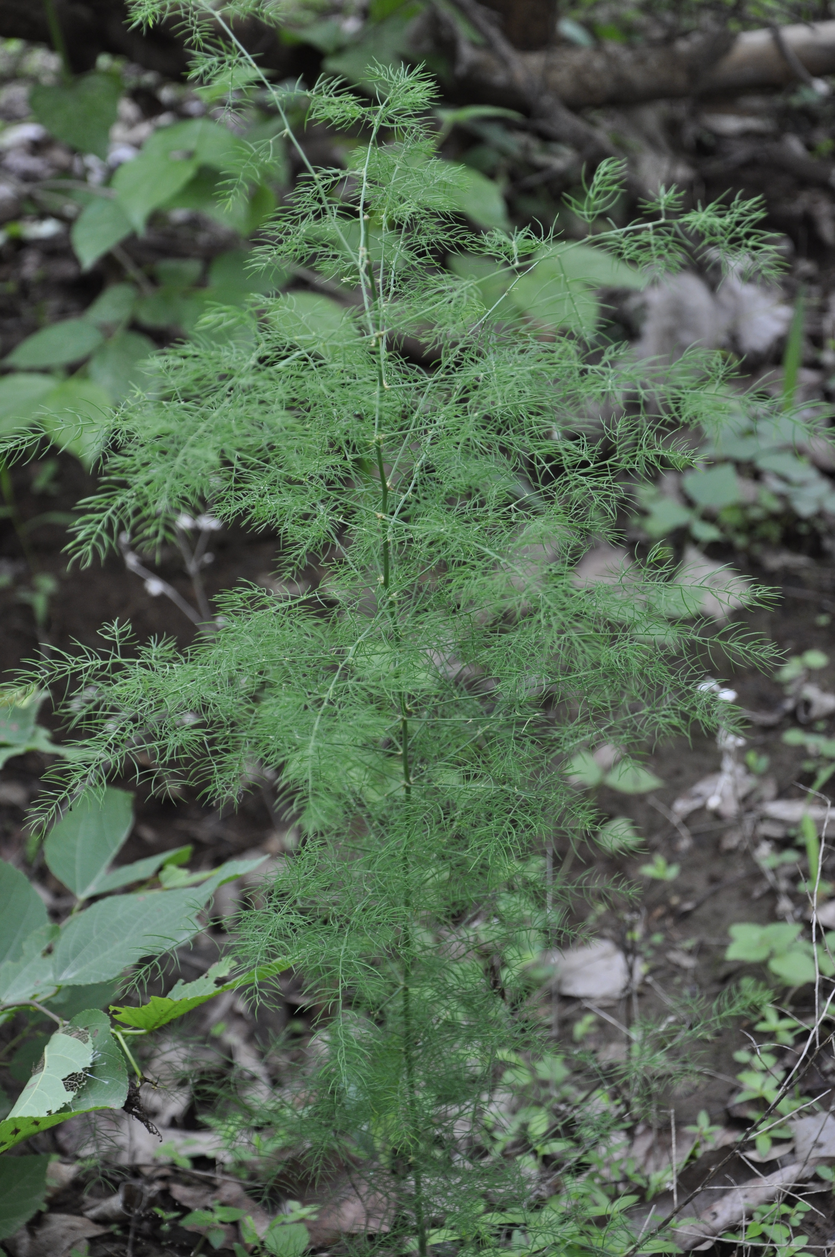 Asparagus recemosus