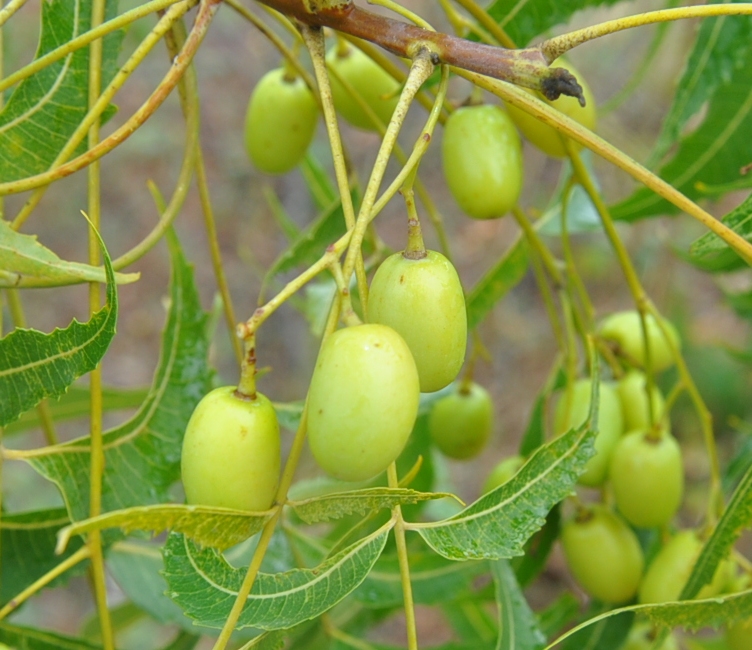 Azadirachta indica