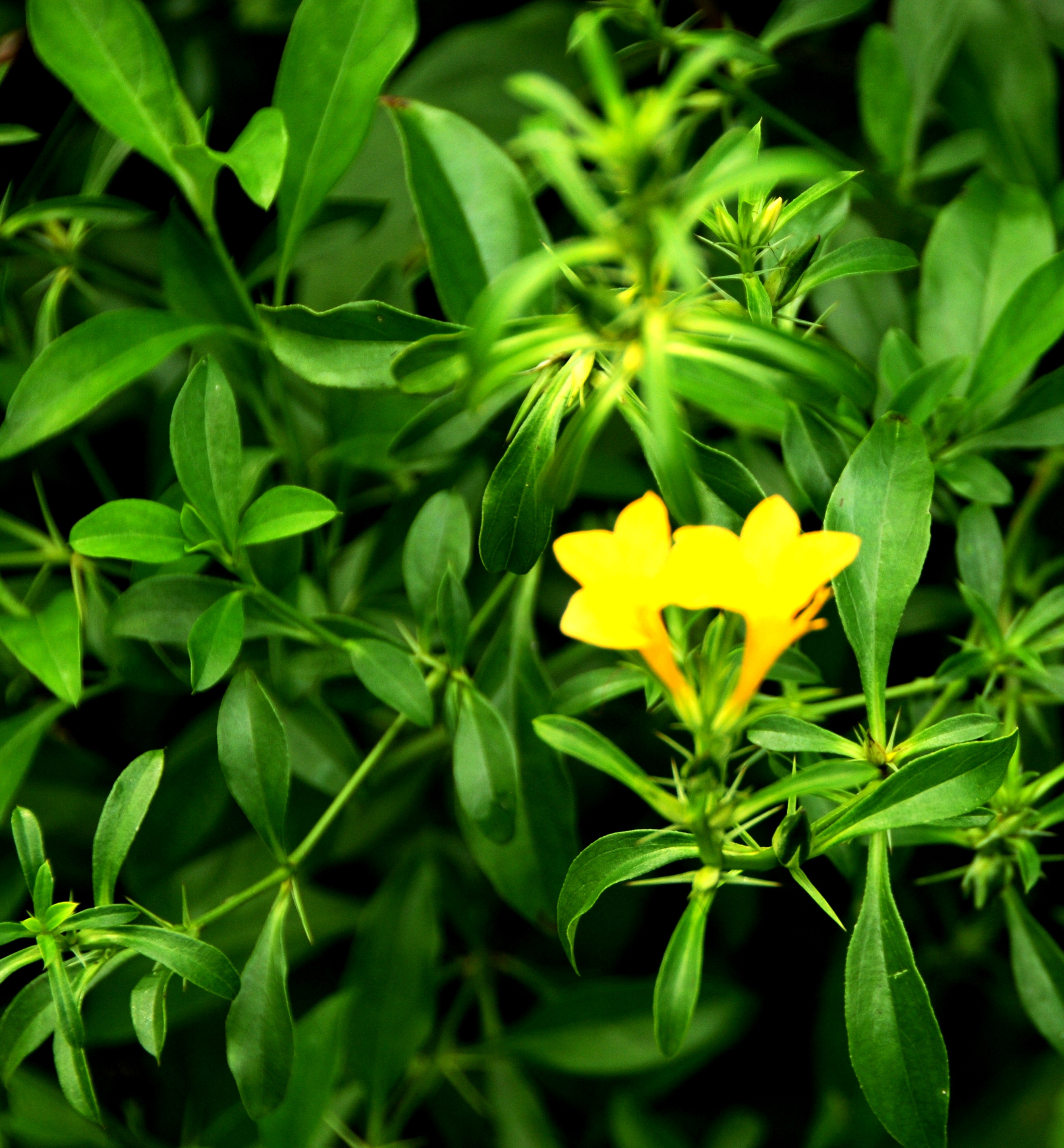 Barleria prionitis