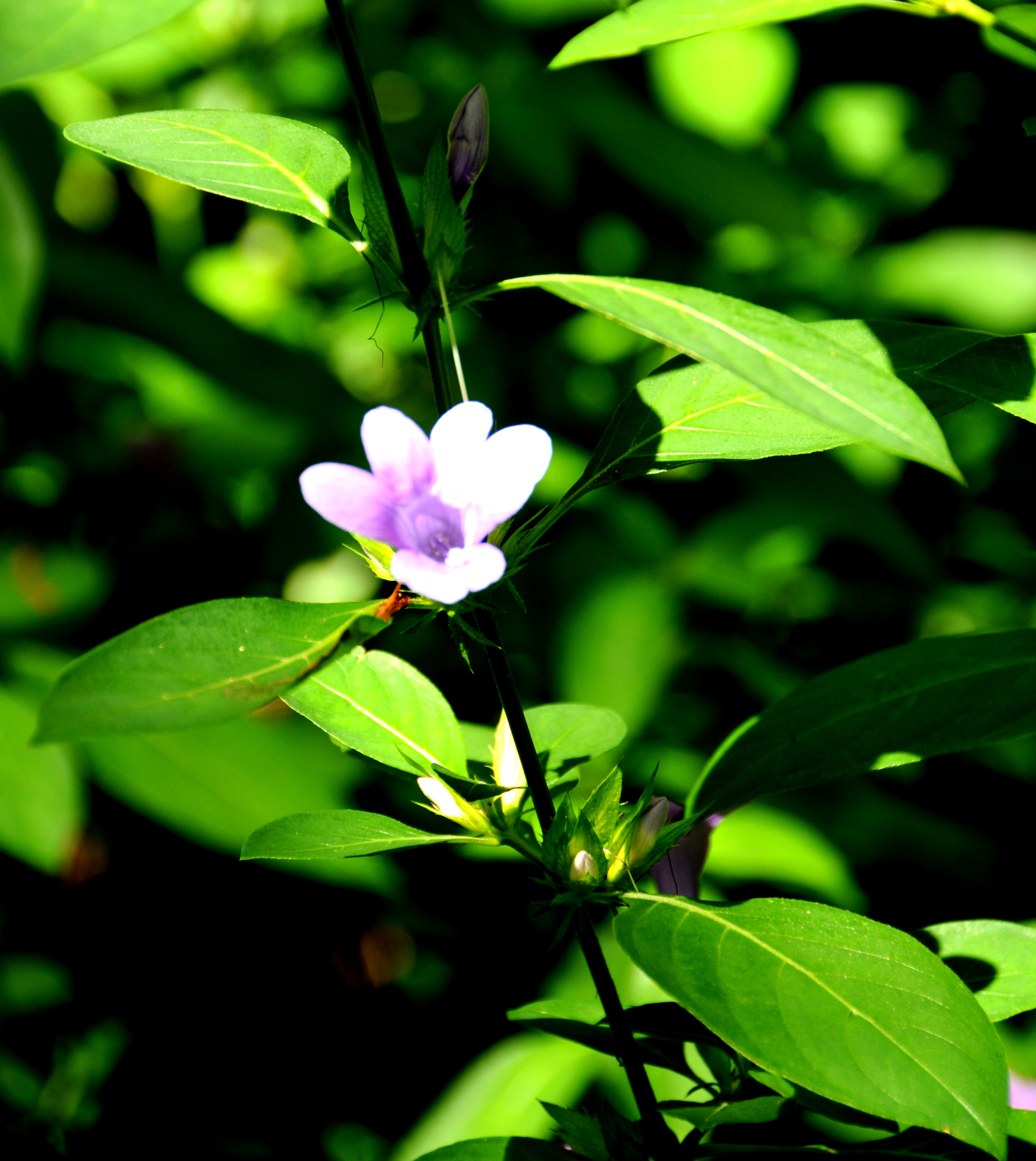 Barleria strigosa
