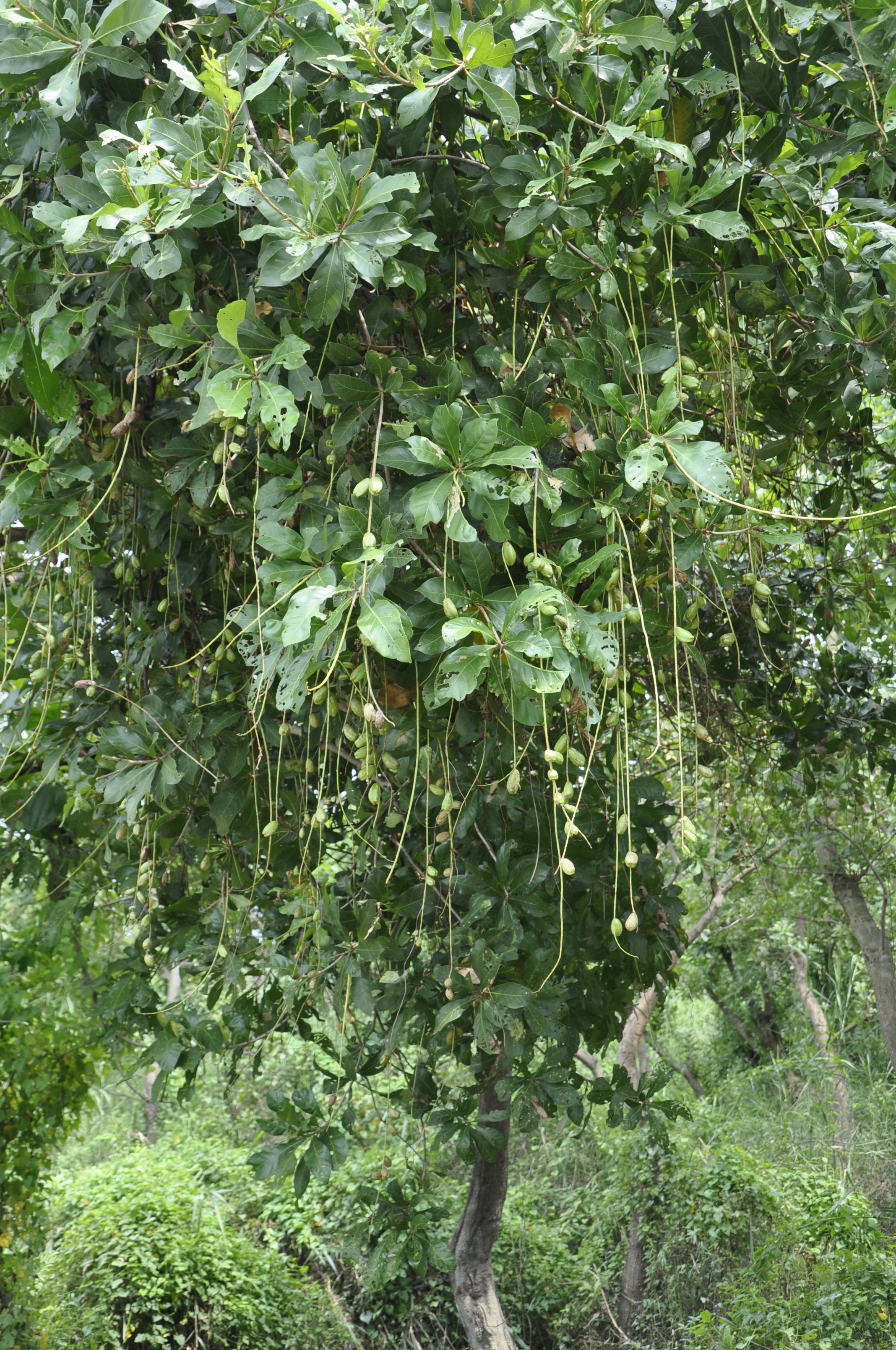 Barringtonia acutangula