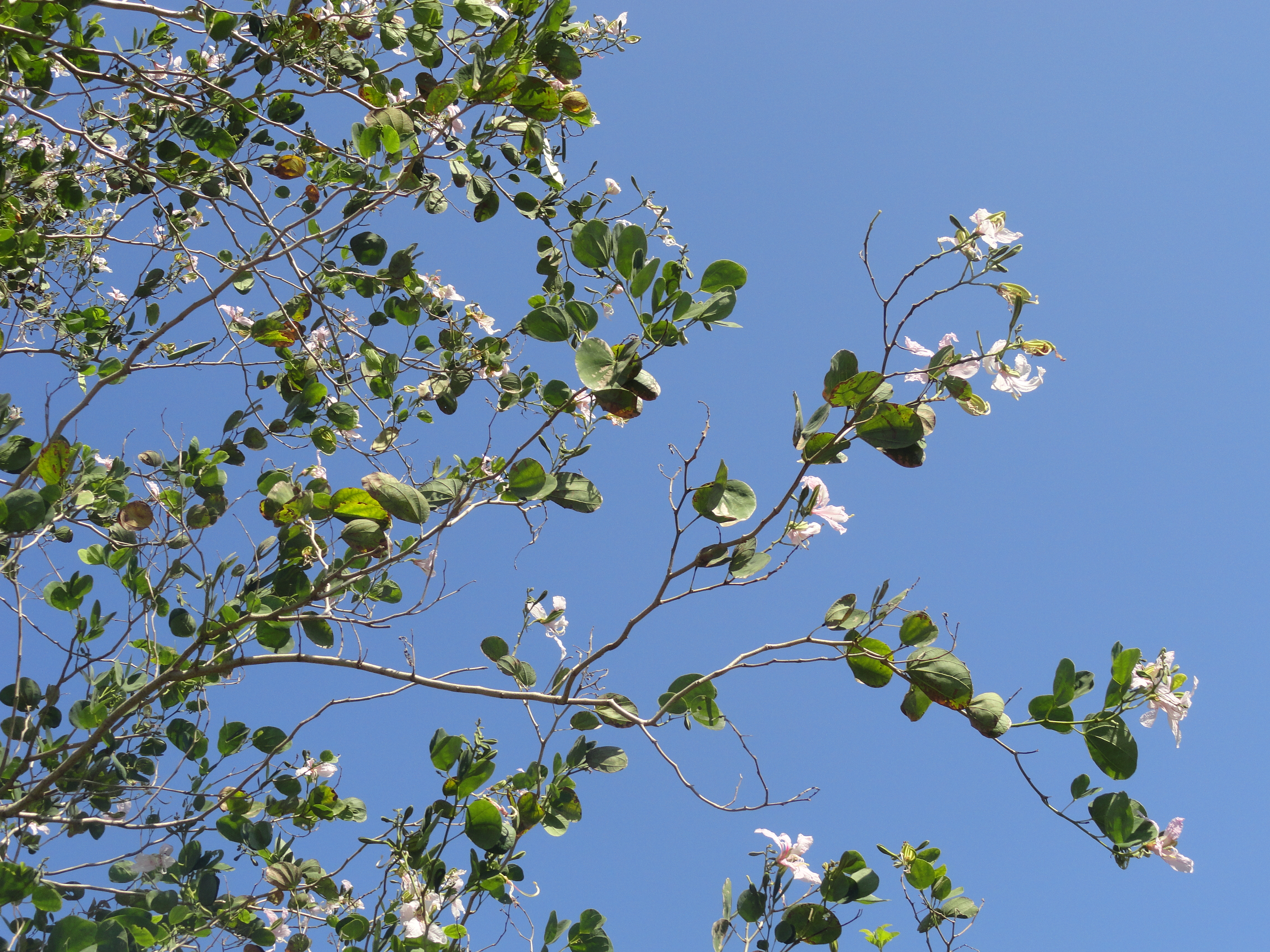 Bauhinia variegata