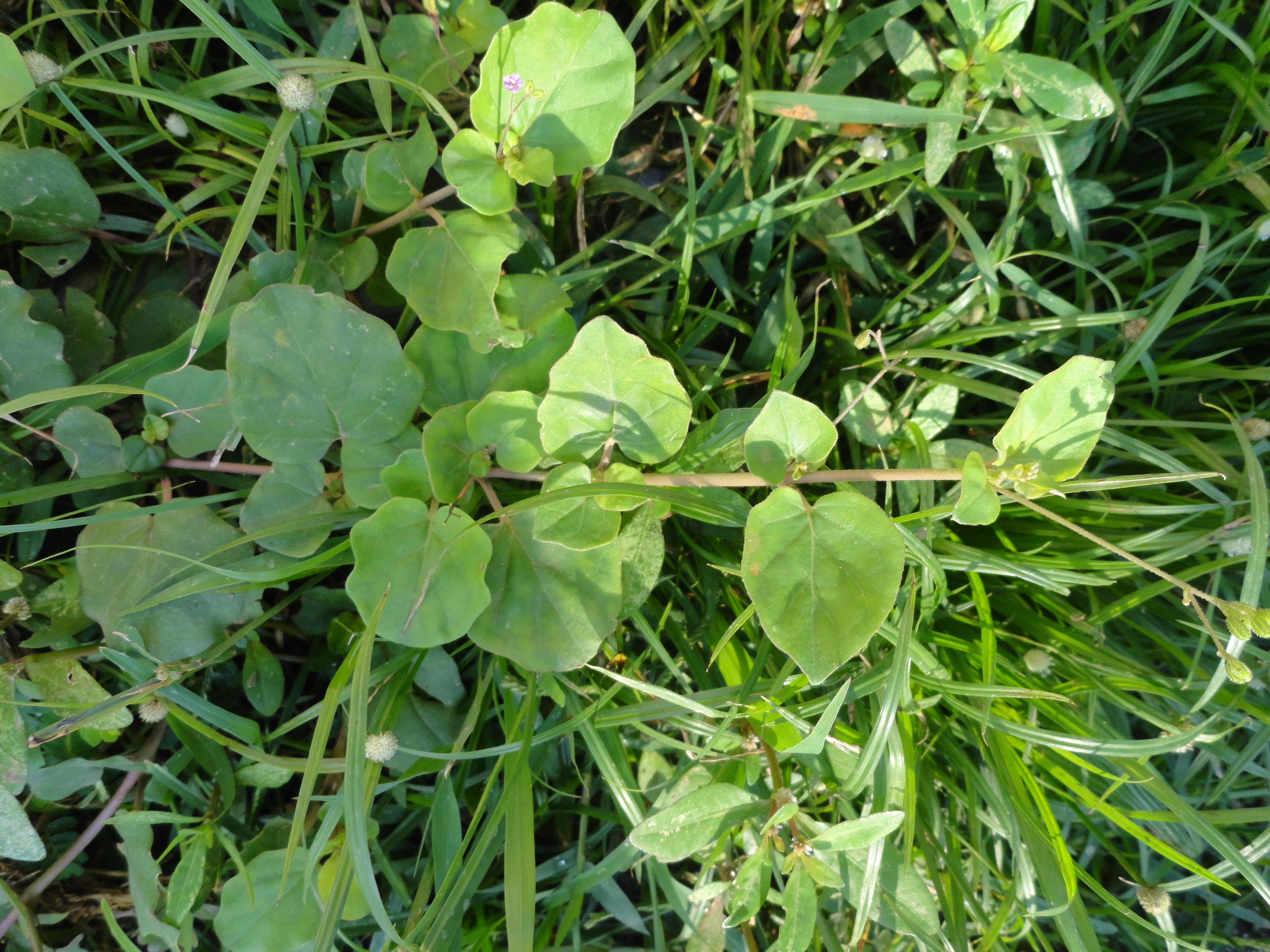 Boerhaavia diffusa