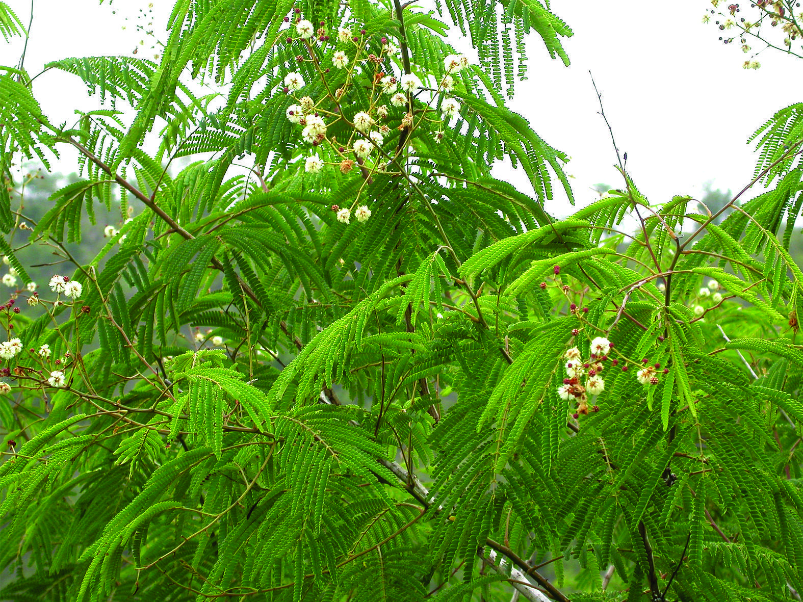 Acacia pennata